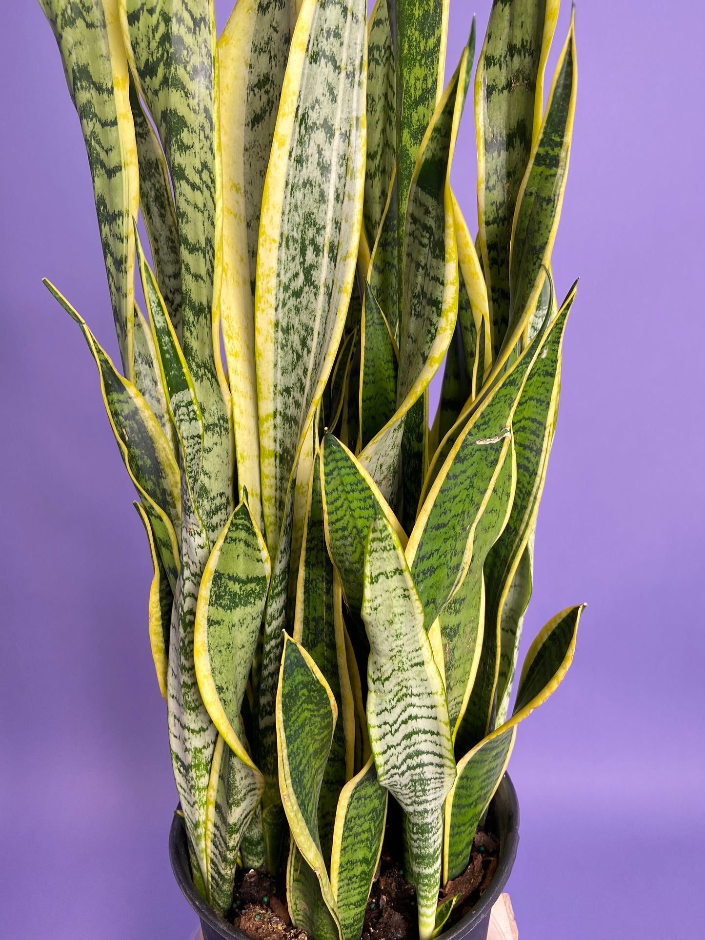 Sansevieria Laurentii (Snake Plant) - 10" Pot