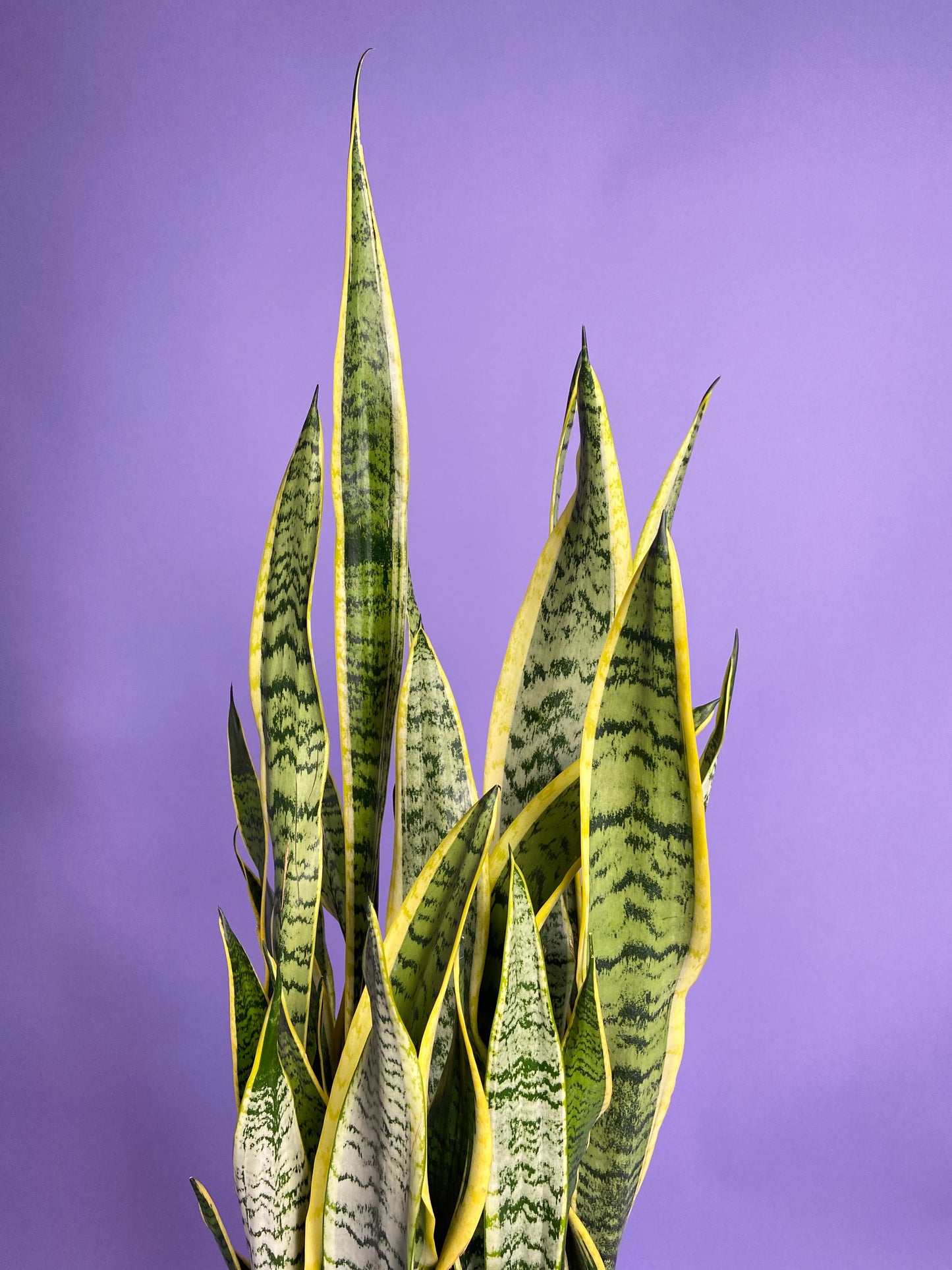 Sansevieria Laurentii (Snake Plant) - 10" Pot