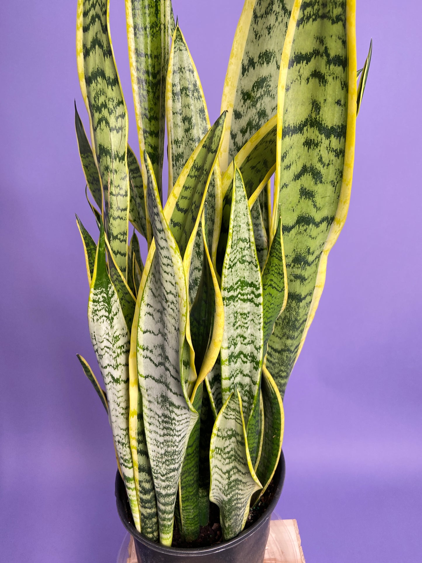 Sansevieria Laurentii (Snake Plant) - 10" Pot
