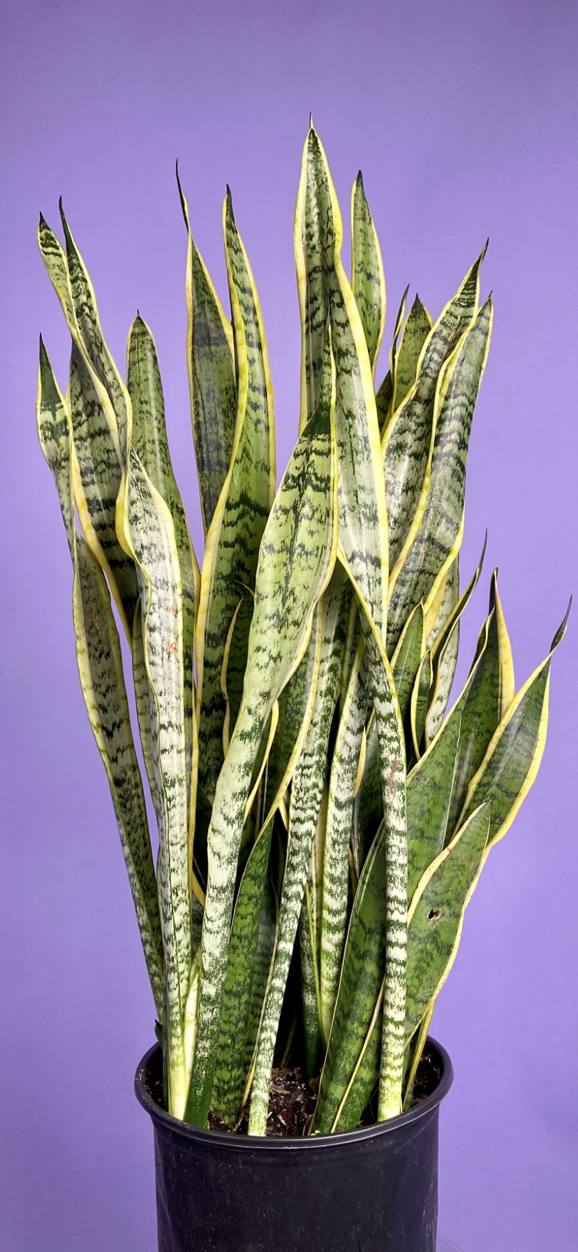 Sansevieria Laurentii (Snake Plant) - 10" Pot