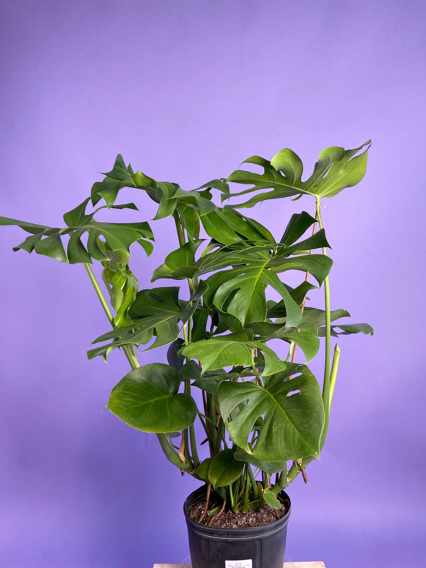 Monstera Deliciosa - 10"