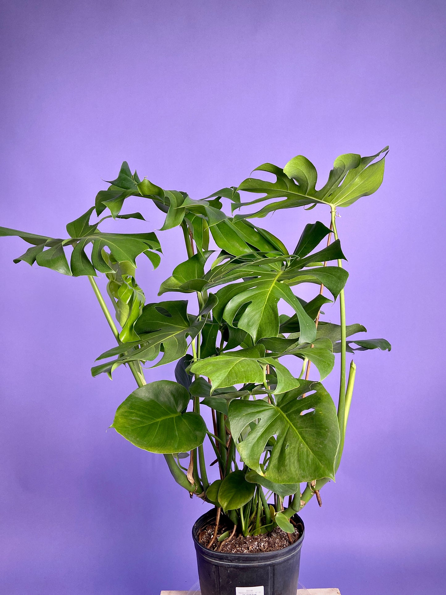 Monstera Deliciosa - 10"