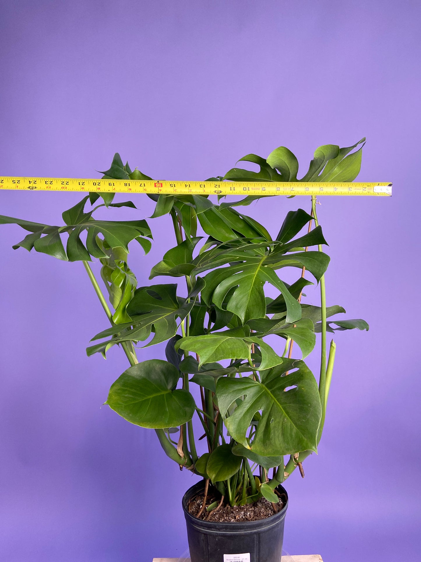 Monstera Deliciosa - 10"