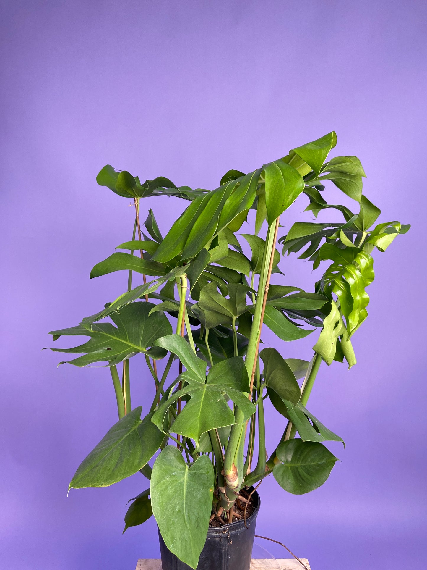 Monstera Deliciosa - 10"