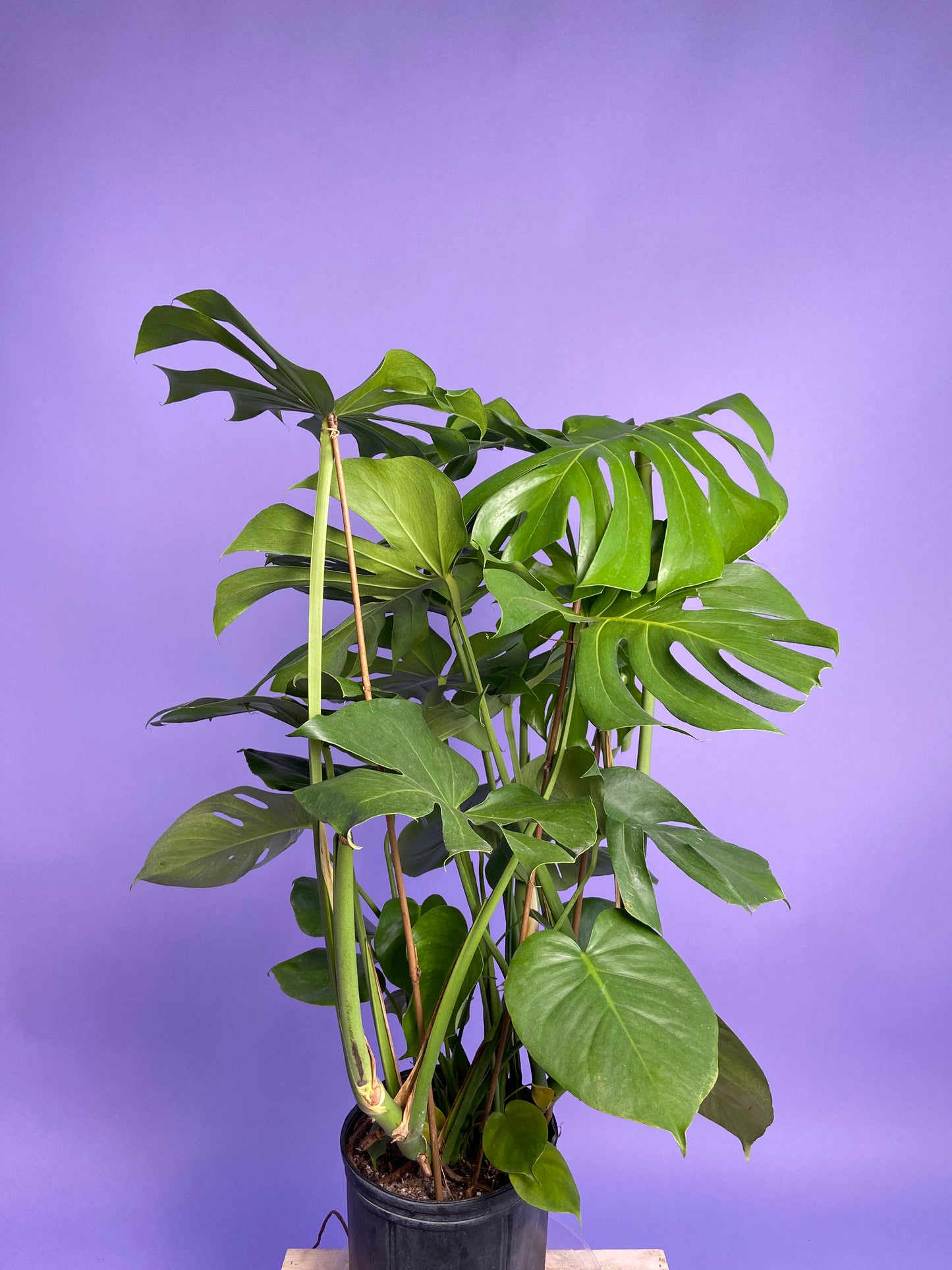 Monstera Deliciosa - 10"
