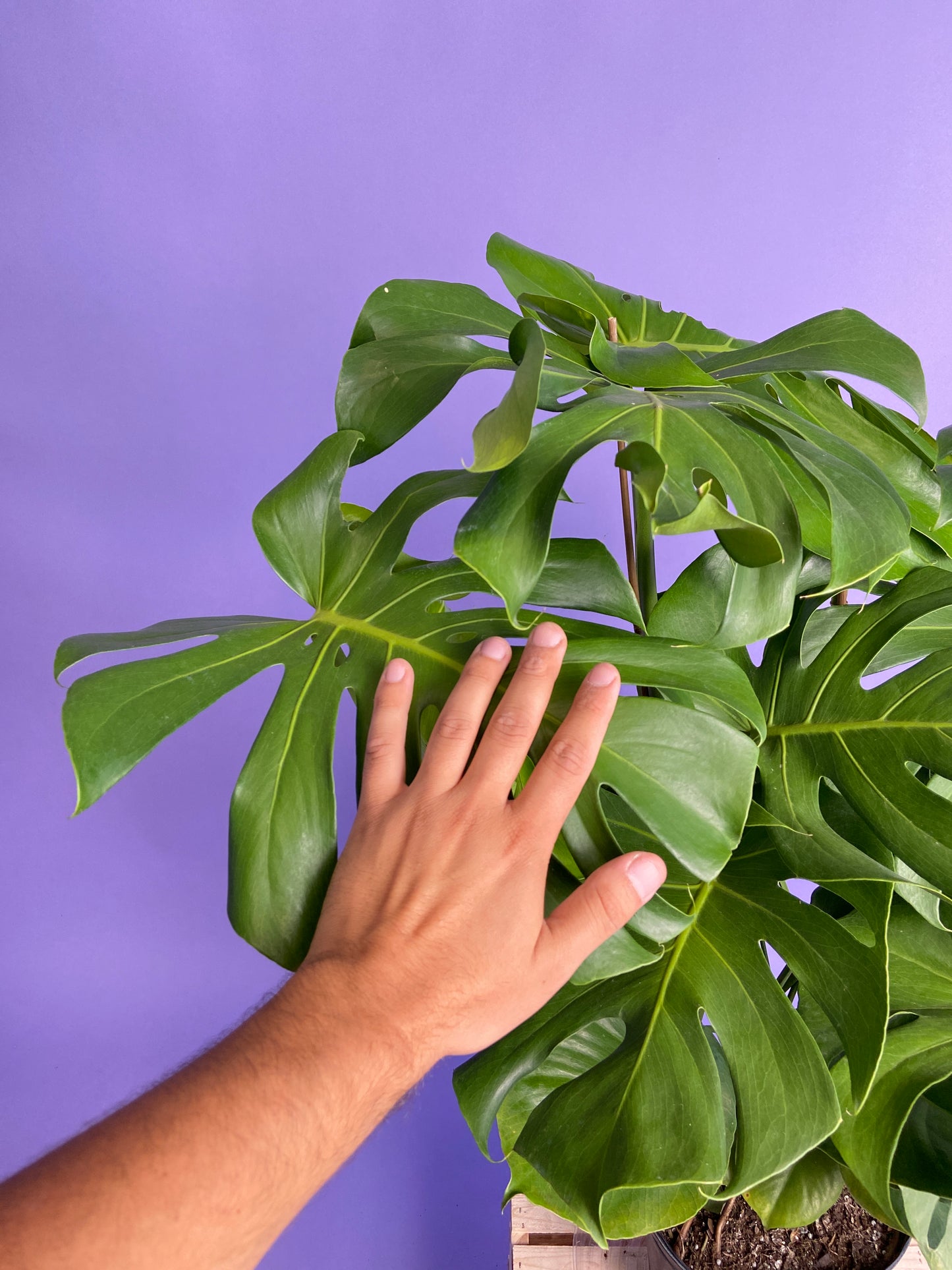 Monstera Deliciosa - 10"
