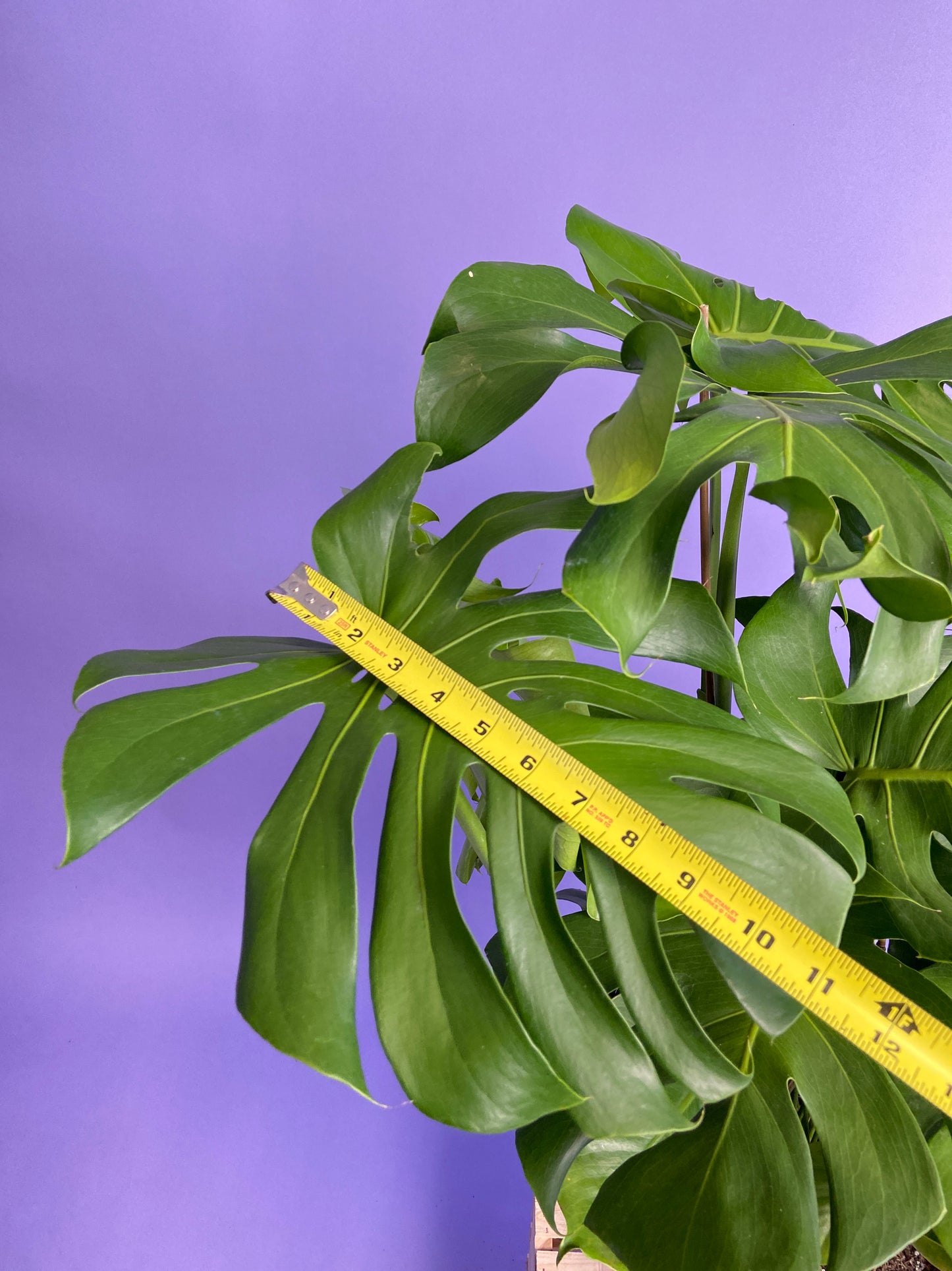 Monstera Deliciosa - 10"