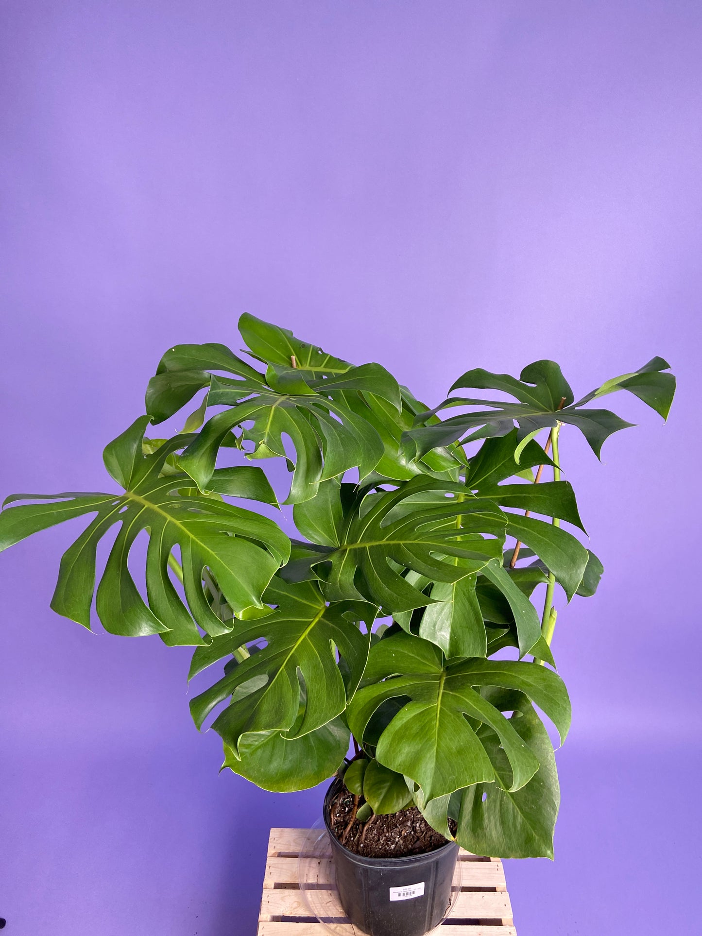 Monstera Deliciosa - 10"