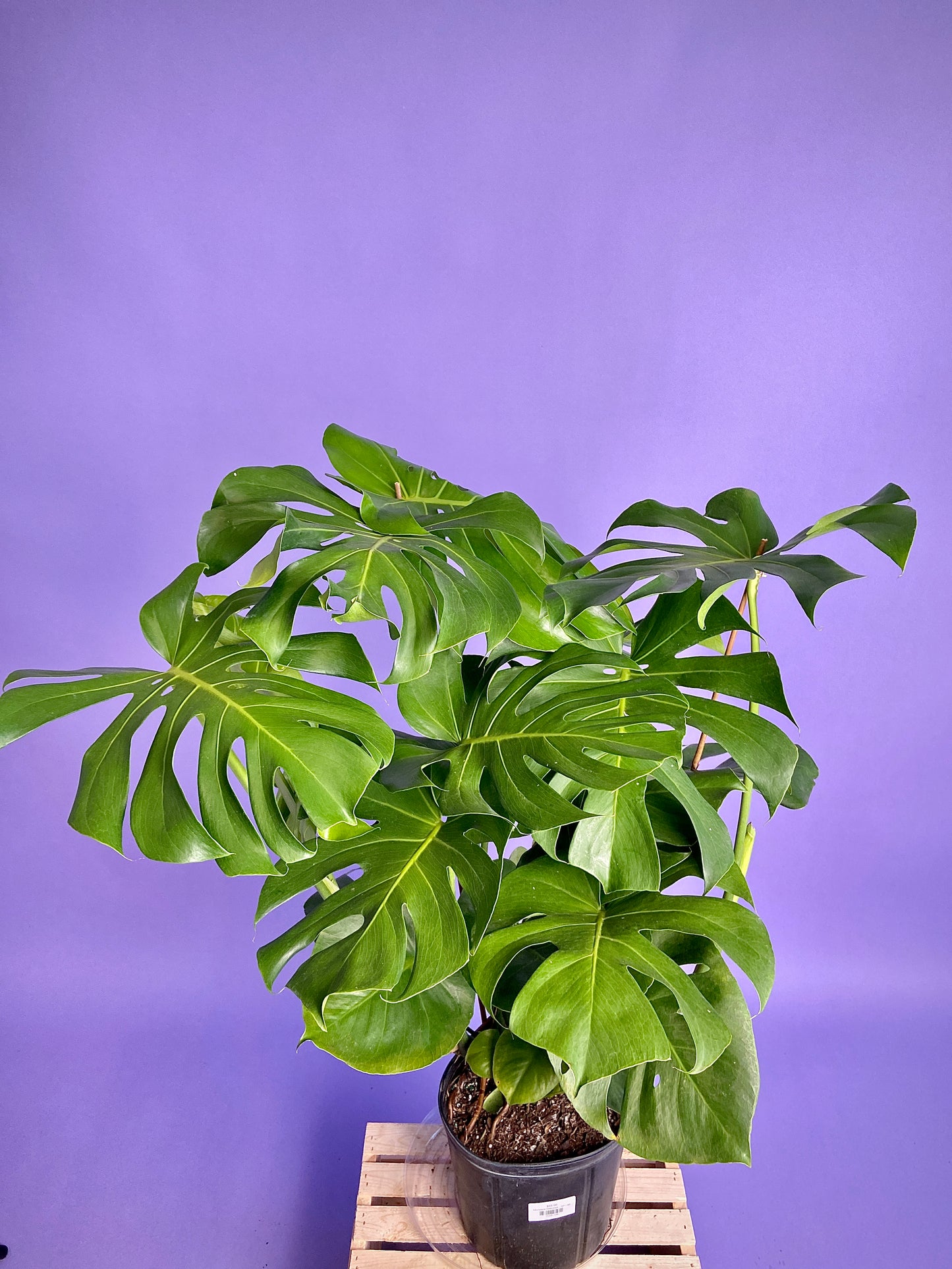 Monstera Deliciosa - 10"
