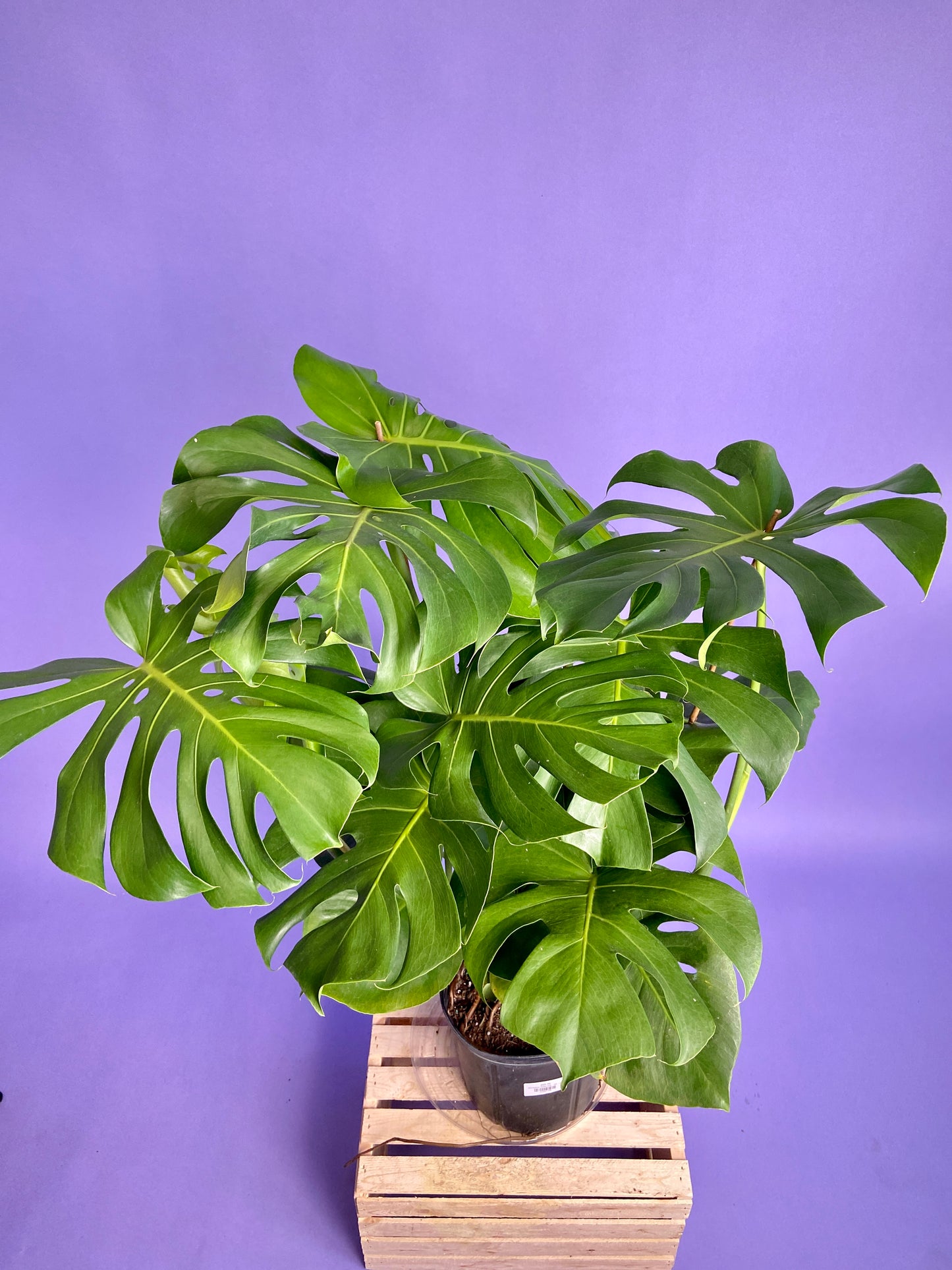 Monstera Deliciosa - 10"