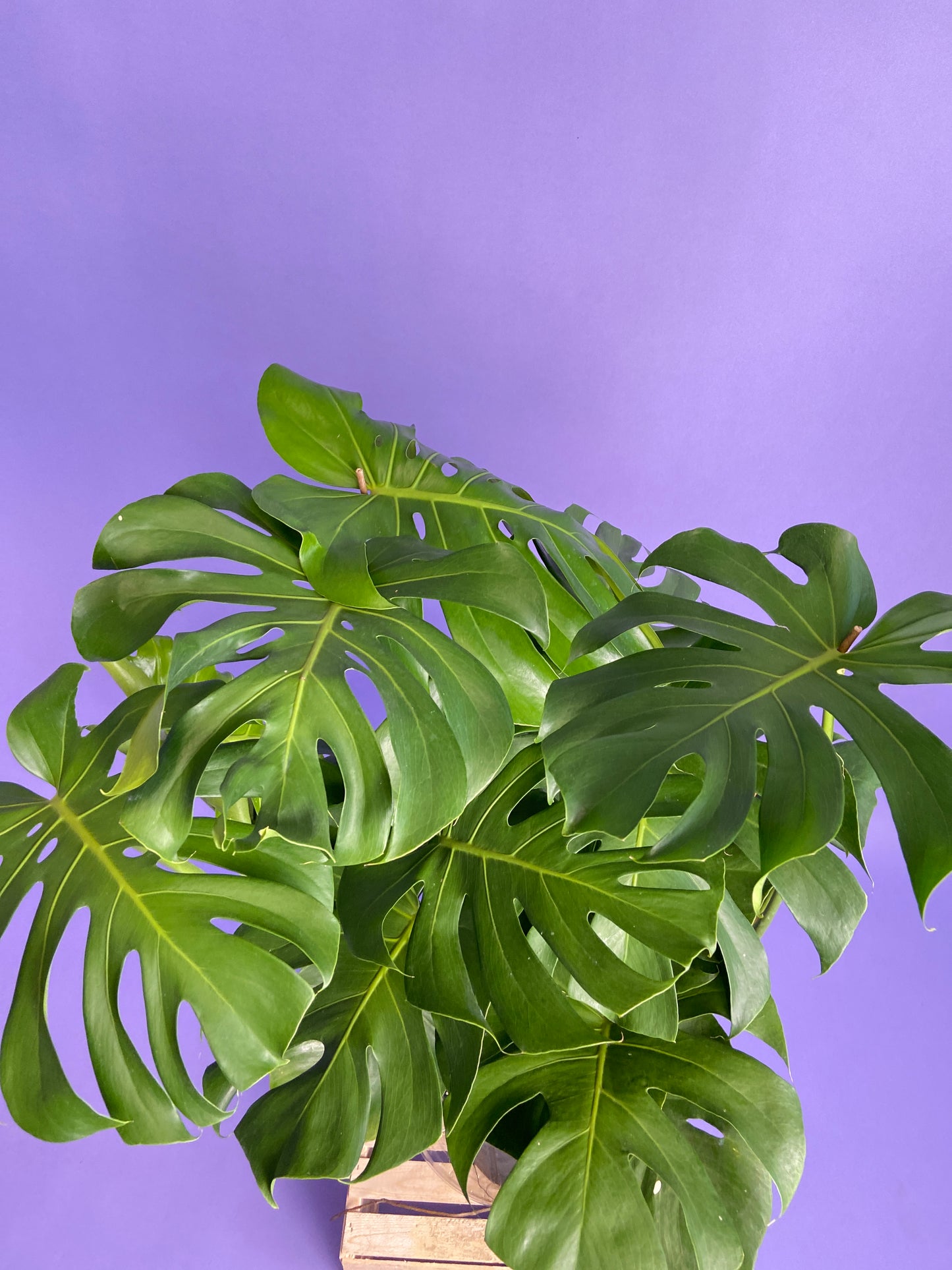 Monstera Deliciosa - 10"