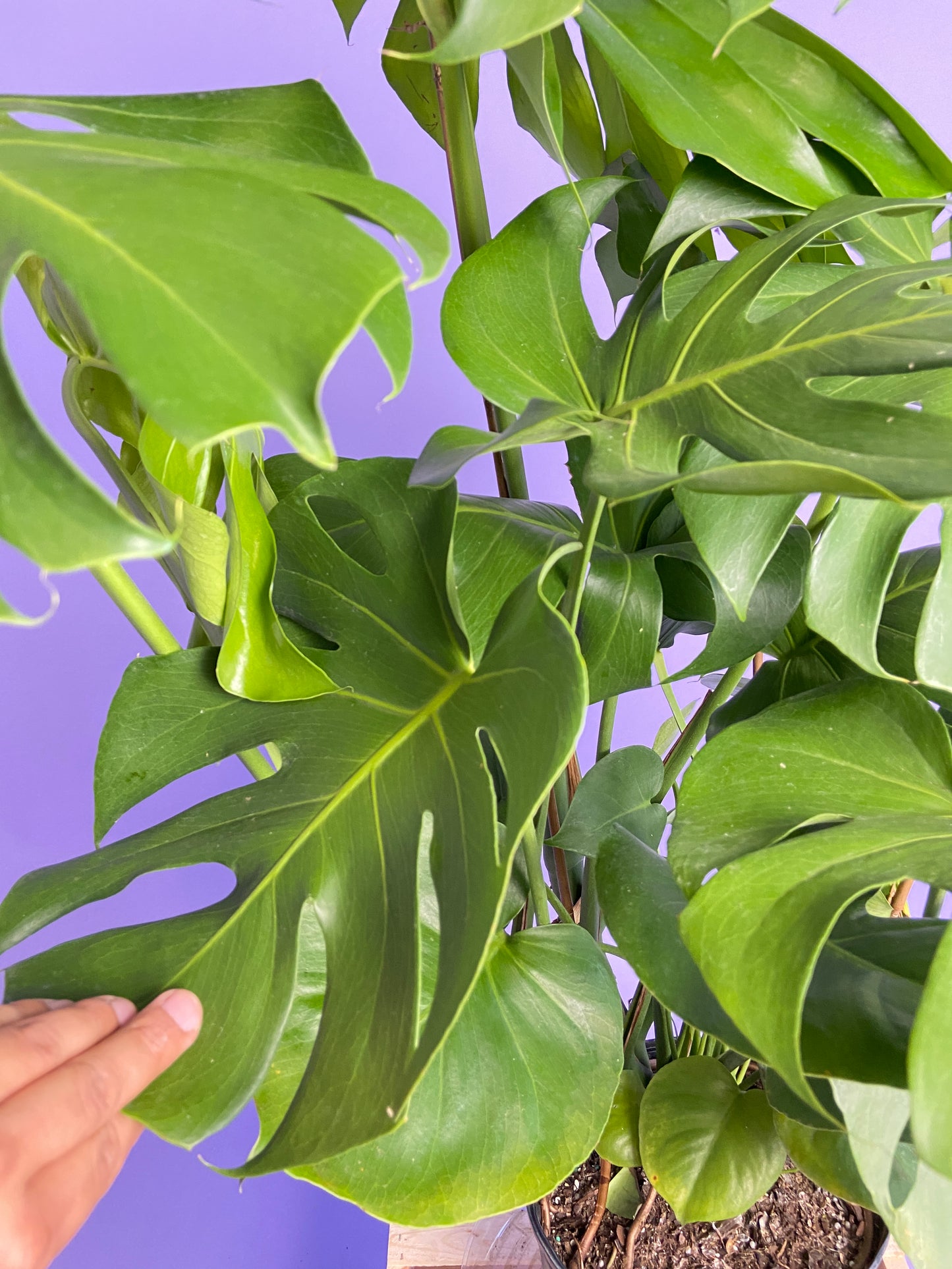 Monstera Deliciosa - 10"