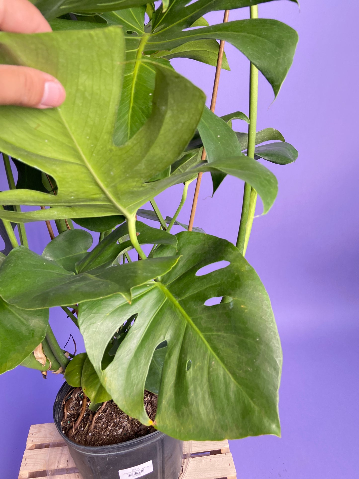 Monstera Deliciosa - 10"