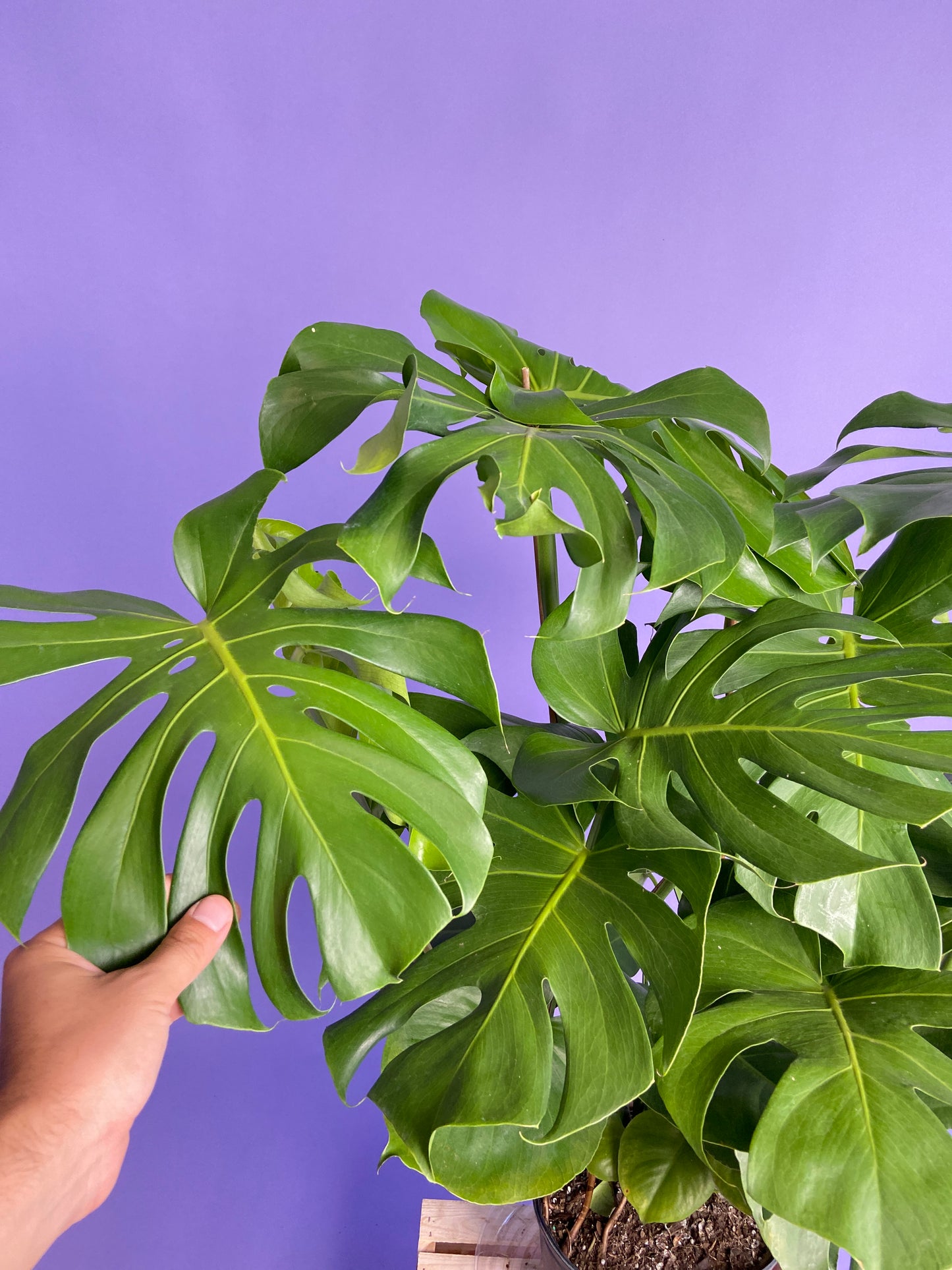 Monstera Deliciosa - 10"