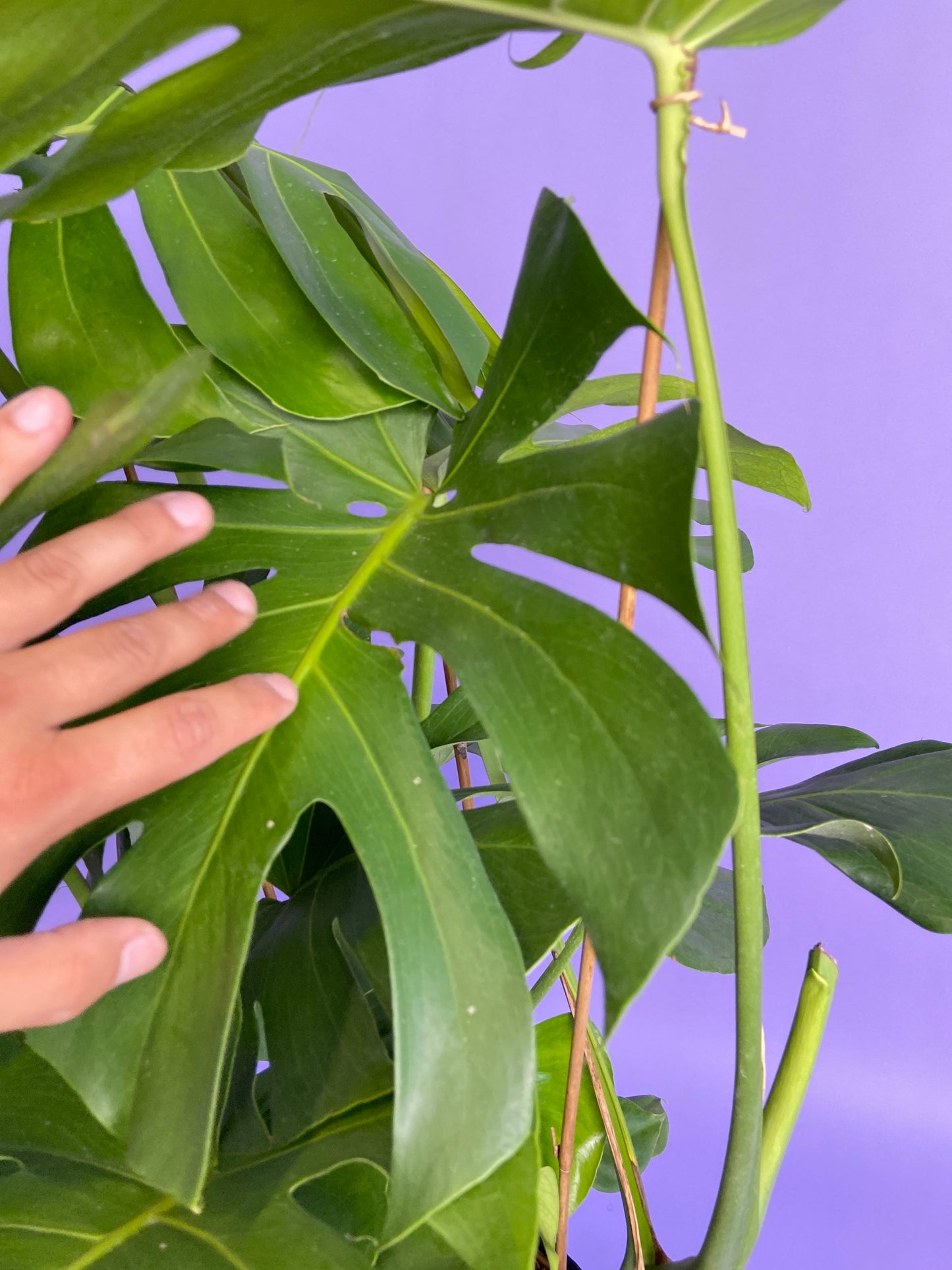 Monstera Deliciosa - 10"