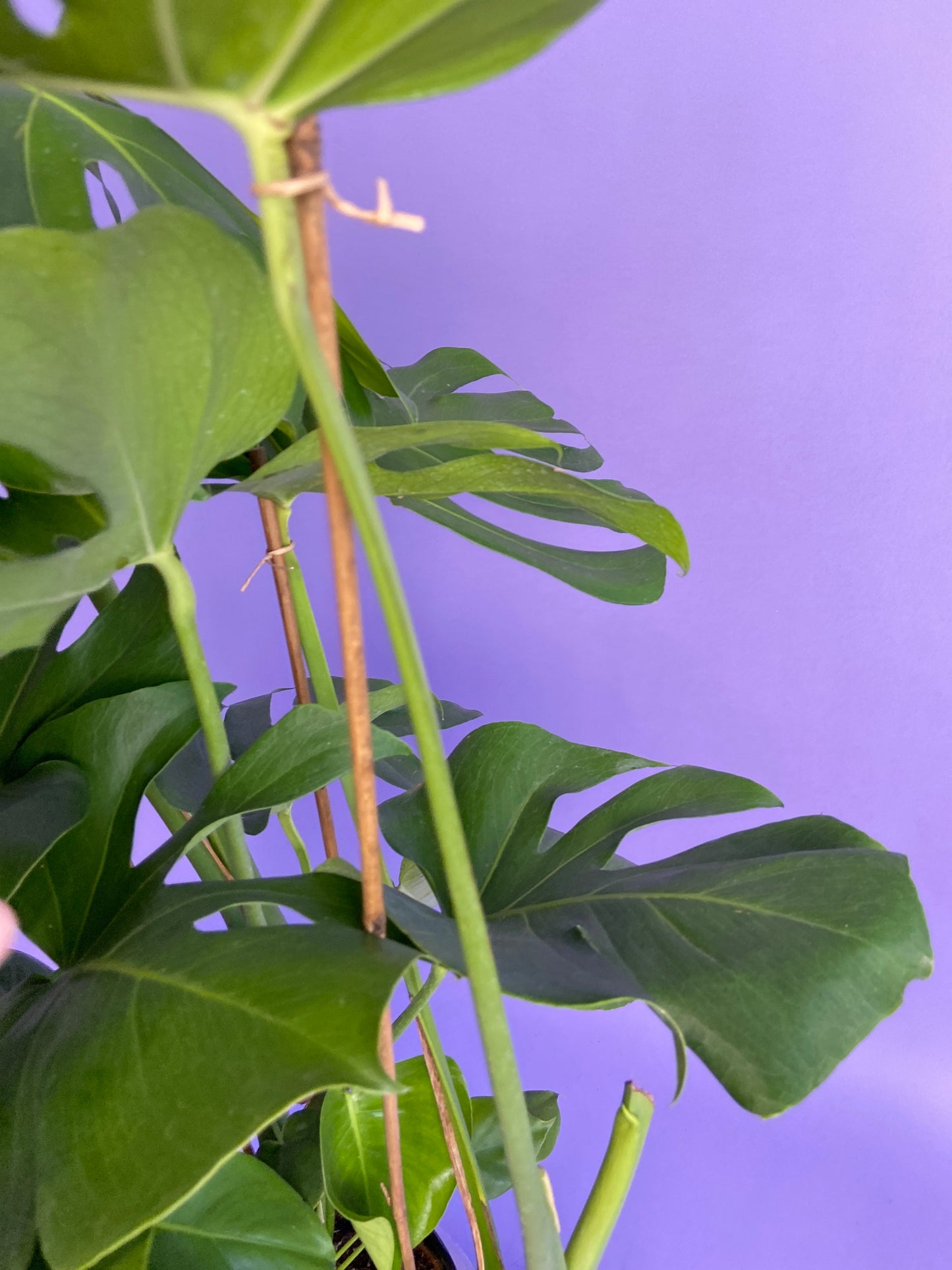 Monstera Deliciosa - 10"