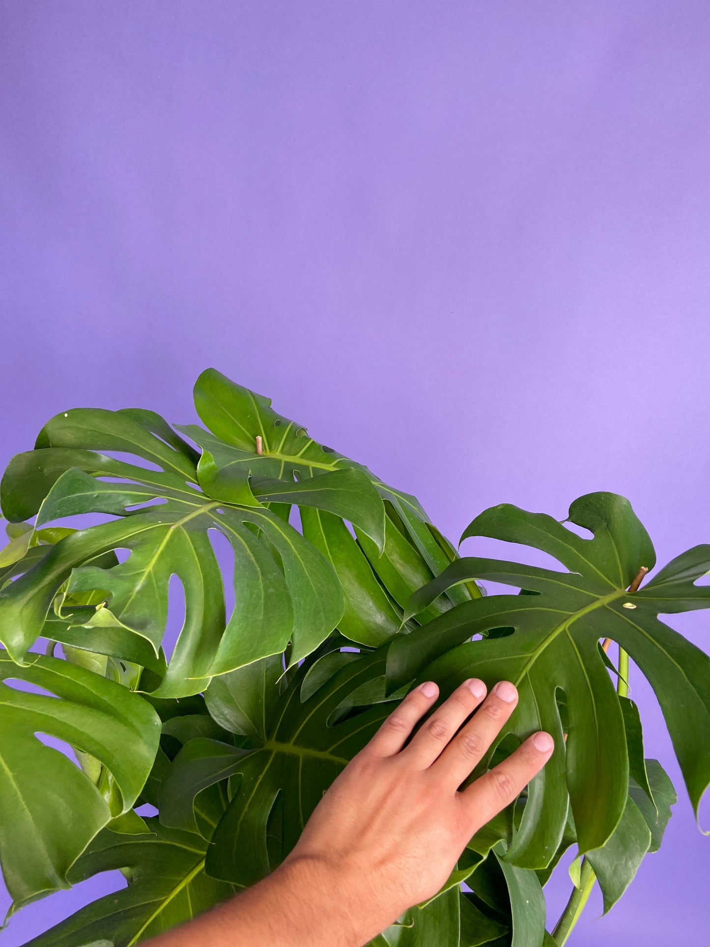 Monstera Deliciosa - 10"