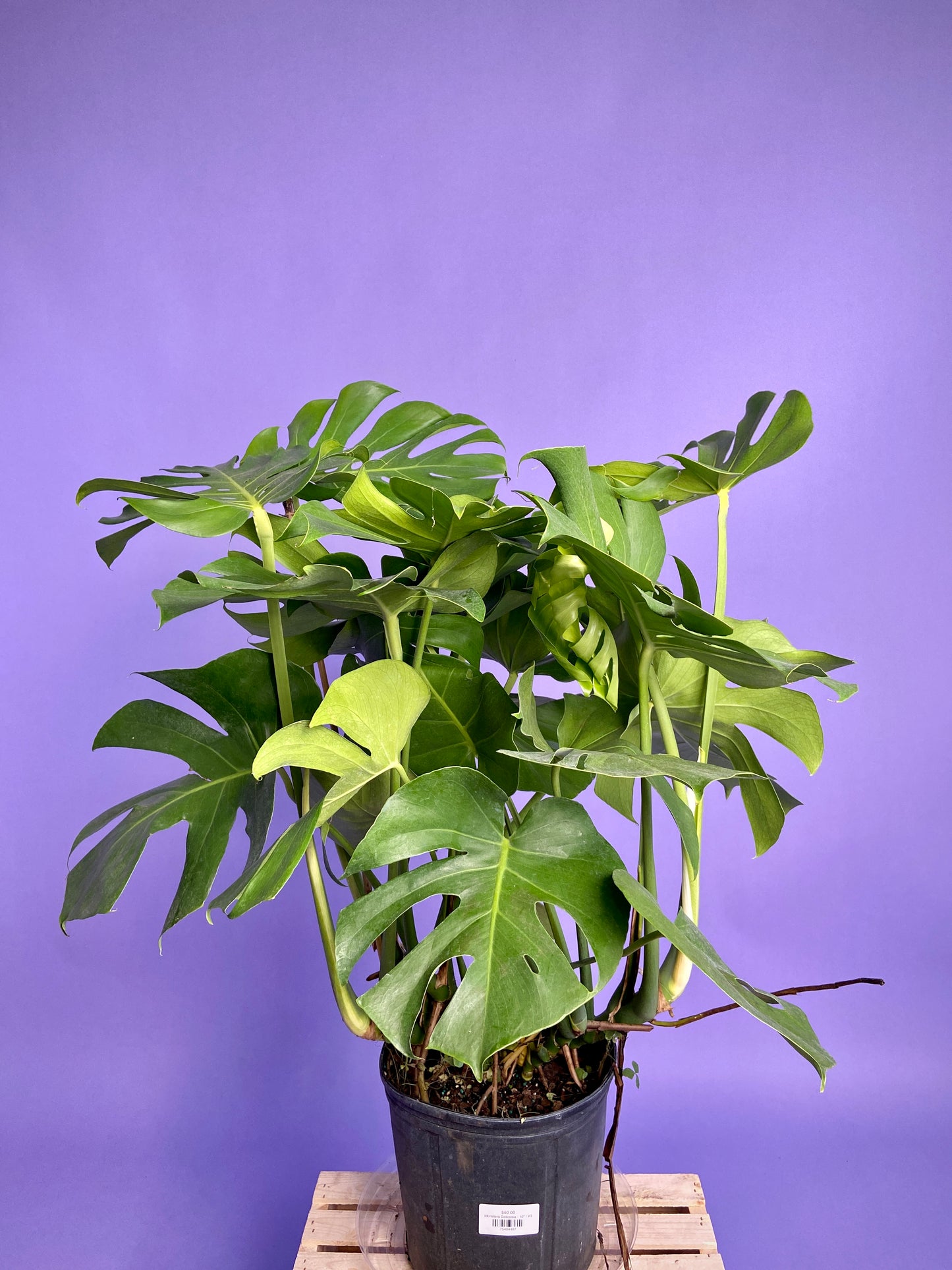 Monstera Deliciosa - 10"