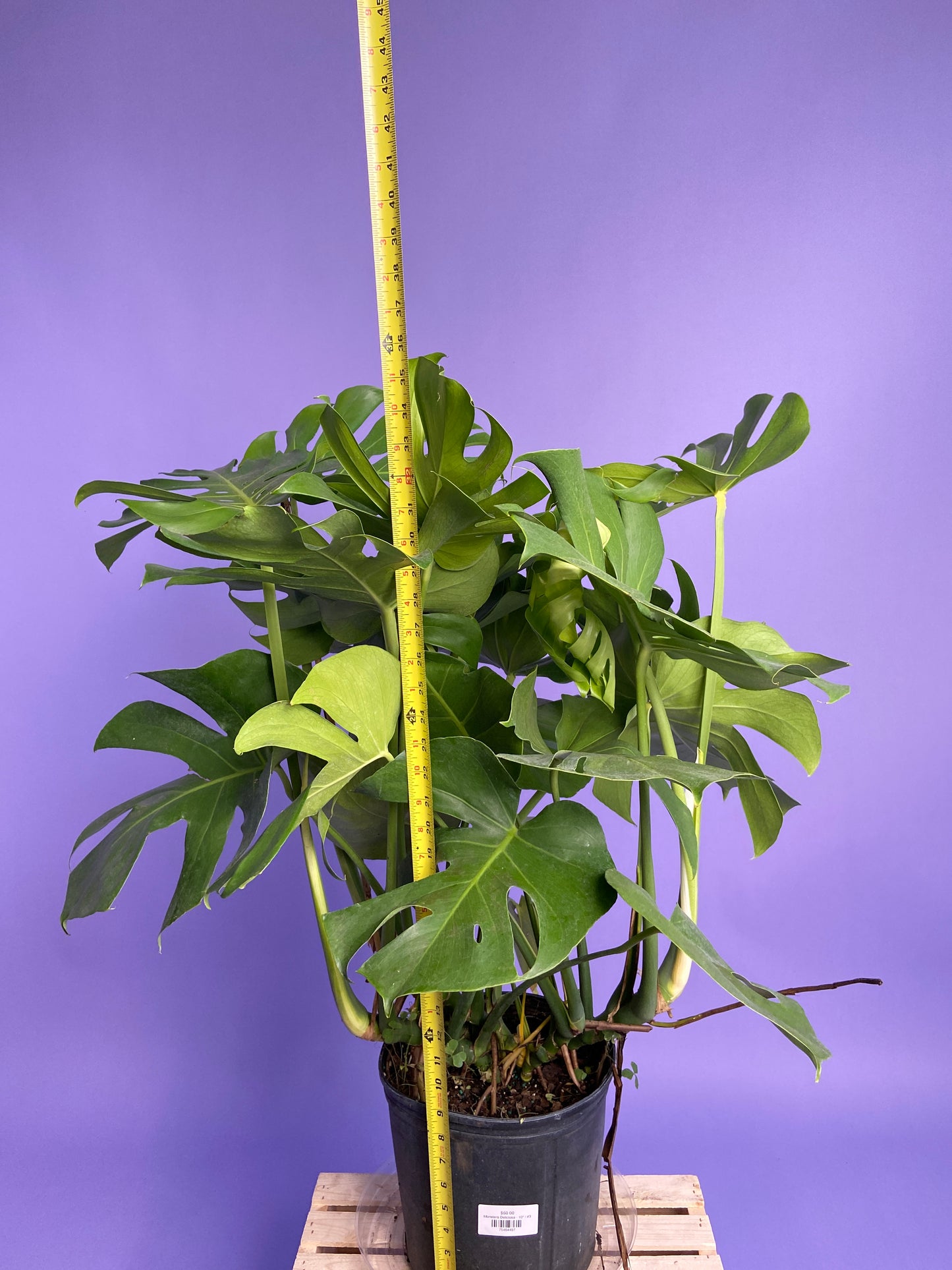 Monstera Deliciosa - 10"