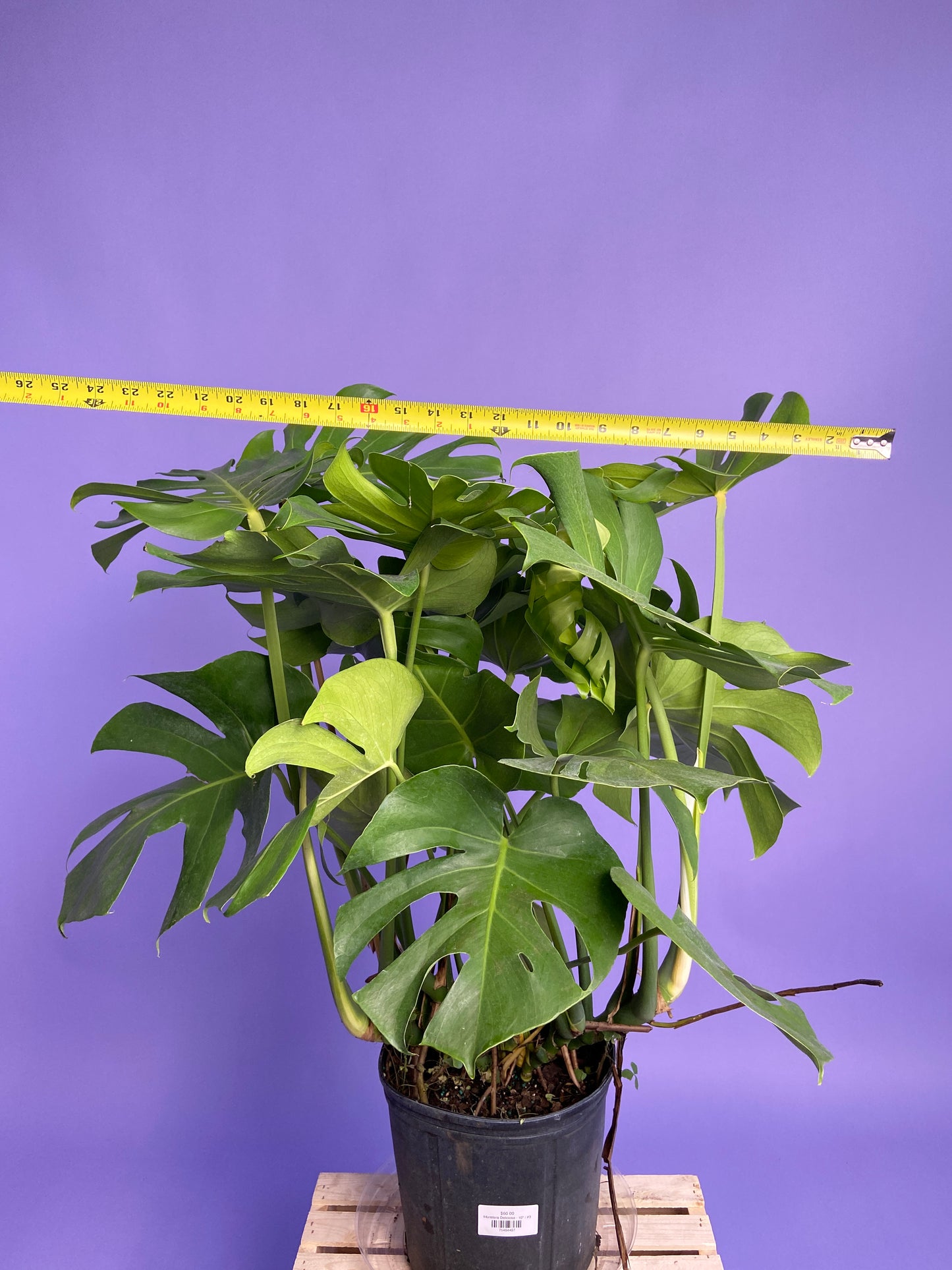 Monstera Deliciosa - 10"