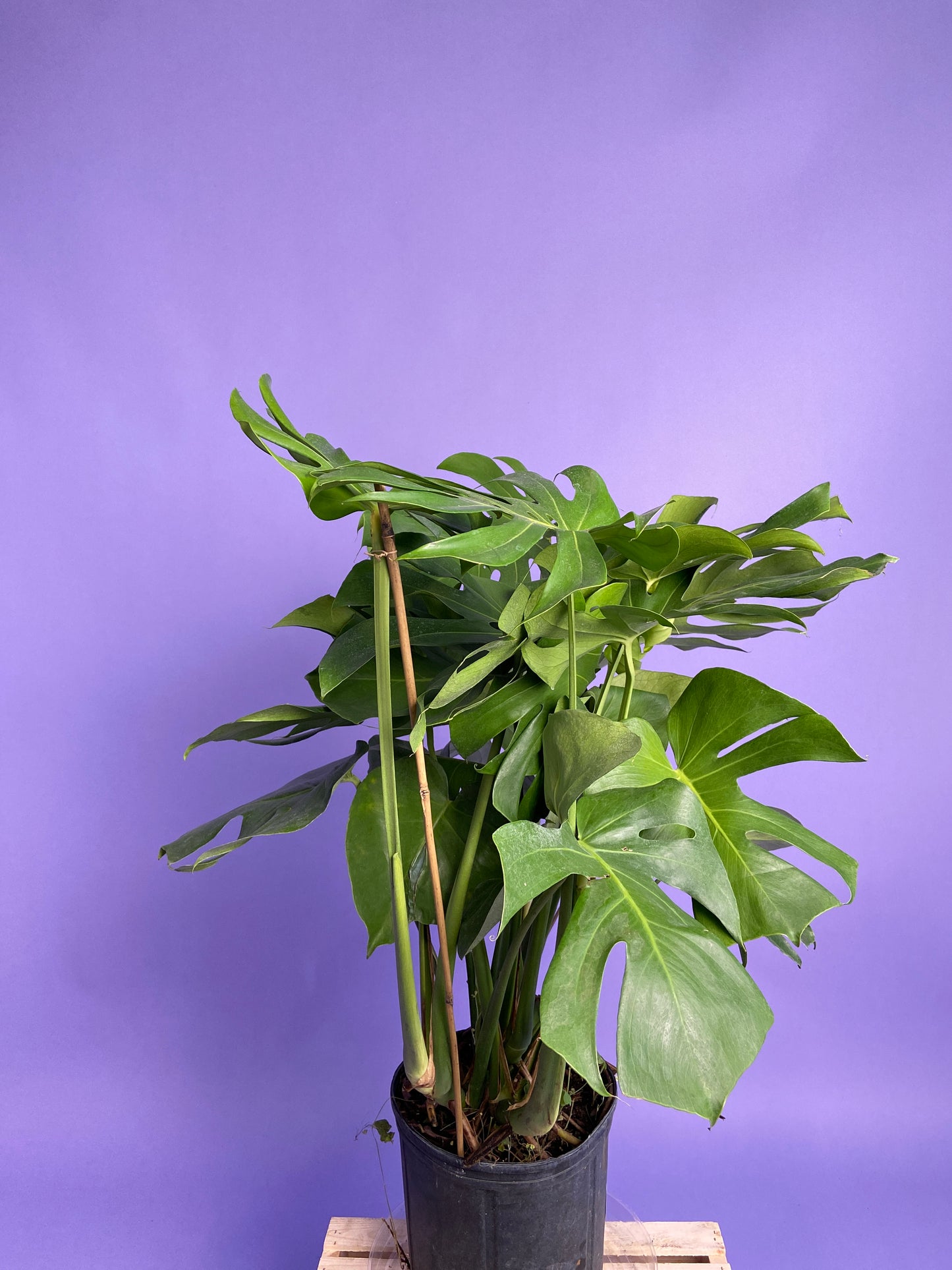 Monstera Deliciosa - 10"