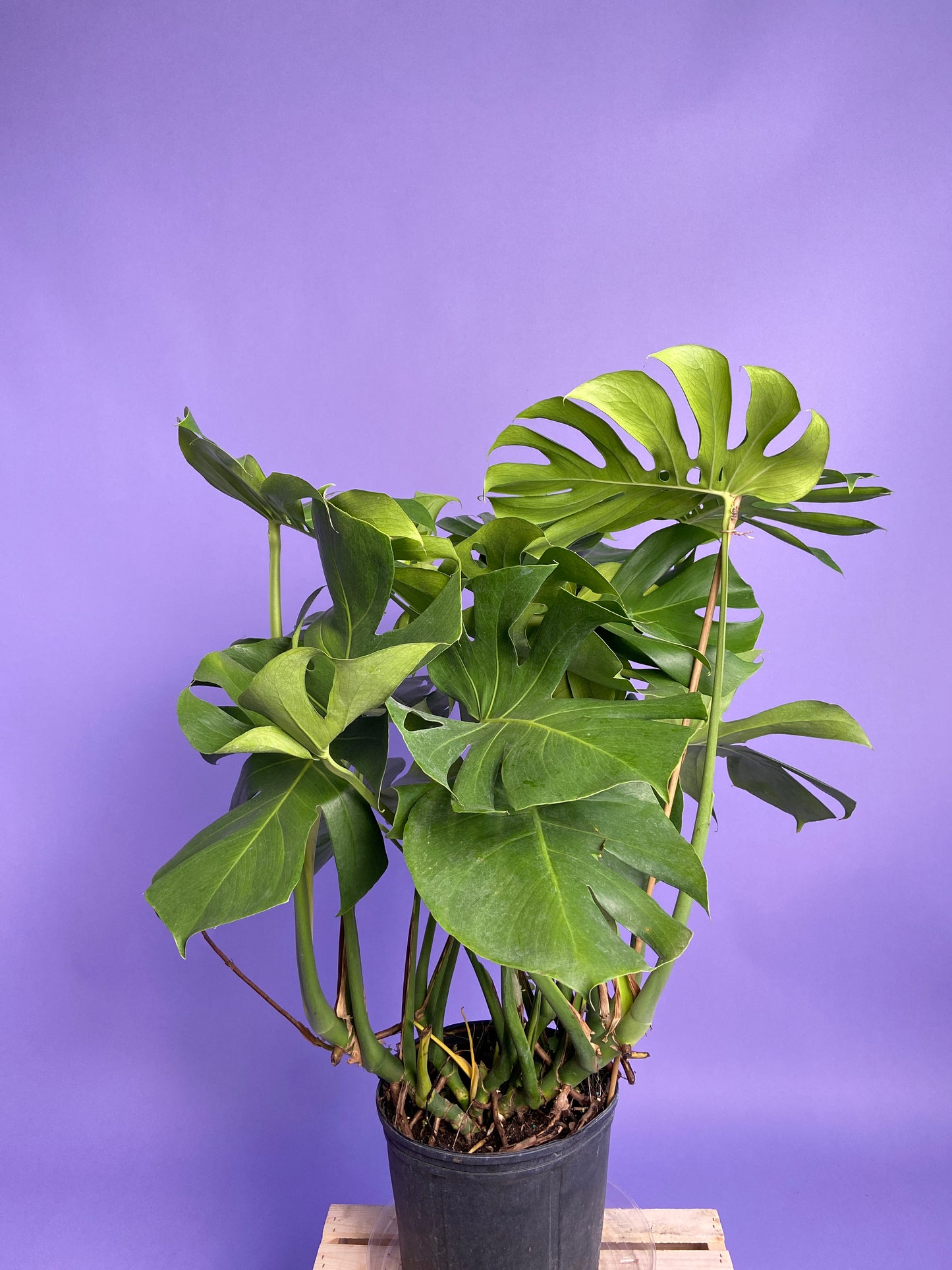 Monstera Deliciosa - 10"