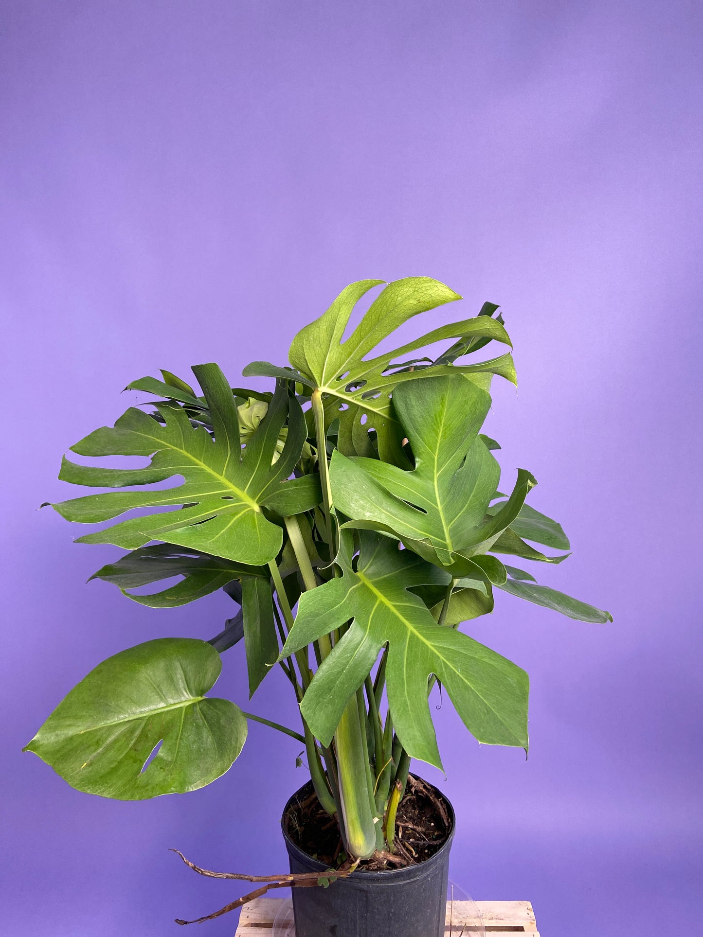 Monstera Deliciosa - 10"
