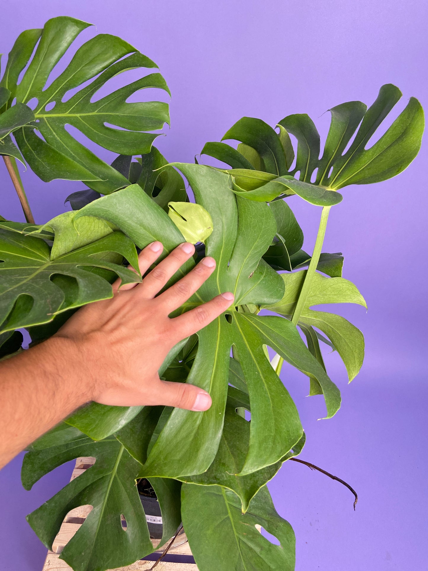 Monstera Deliciosa - 10"