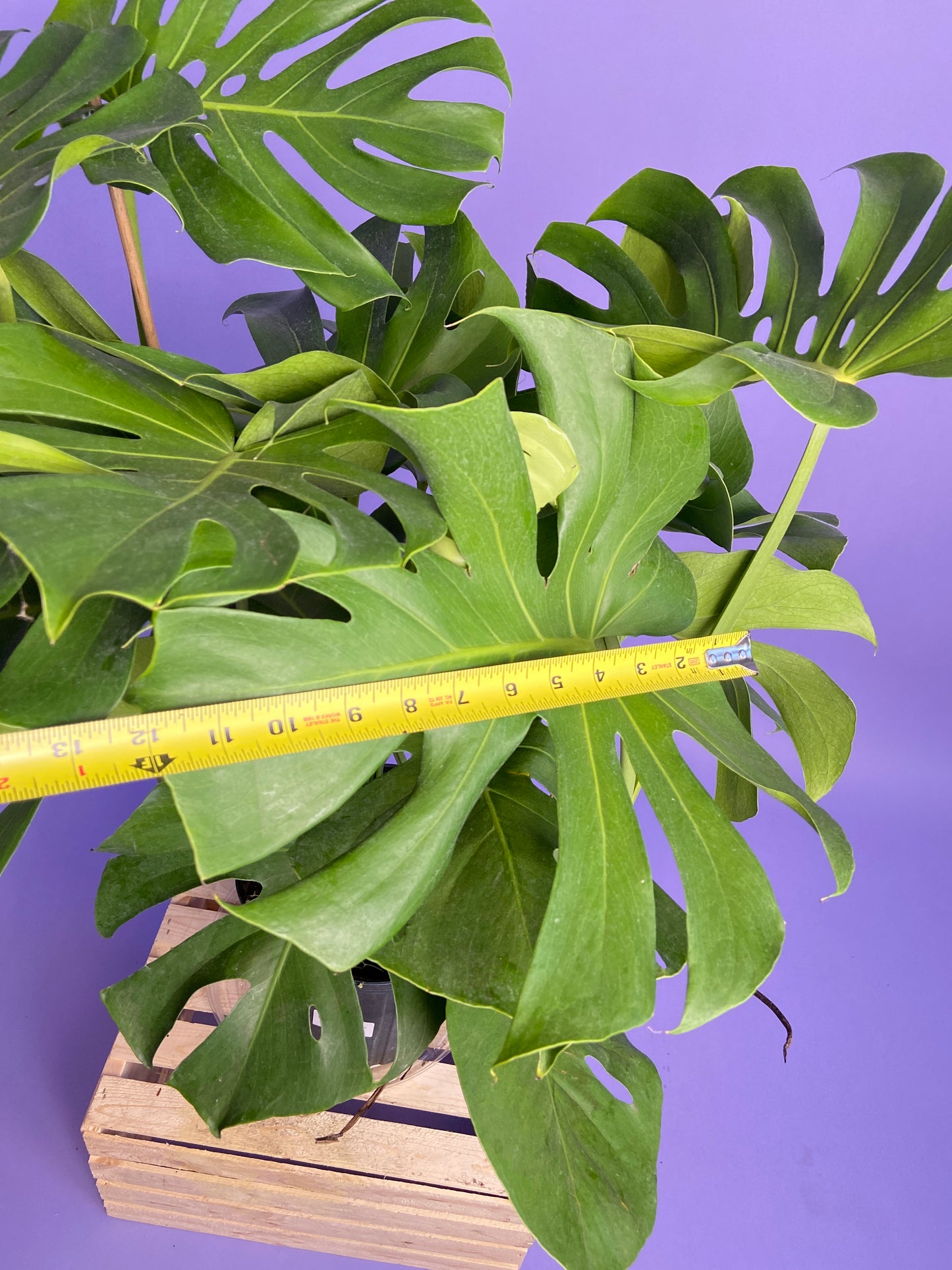 Monstera Deliciosa - 10"