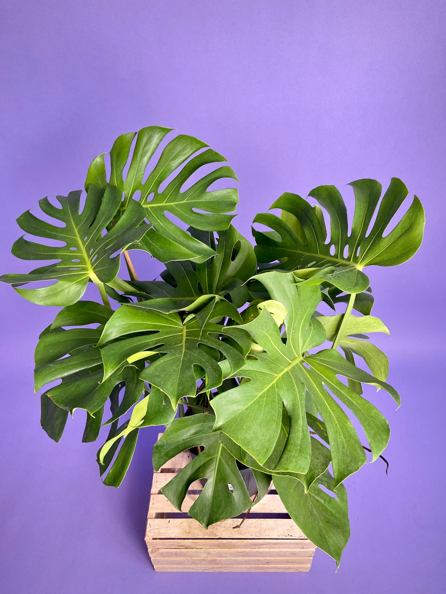 Monstera Deliciosa - 10"