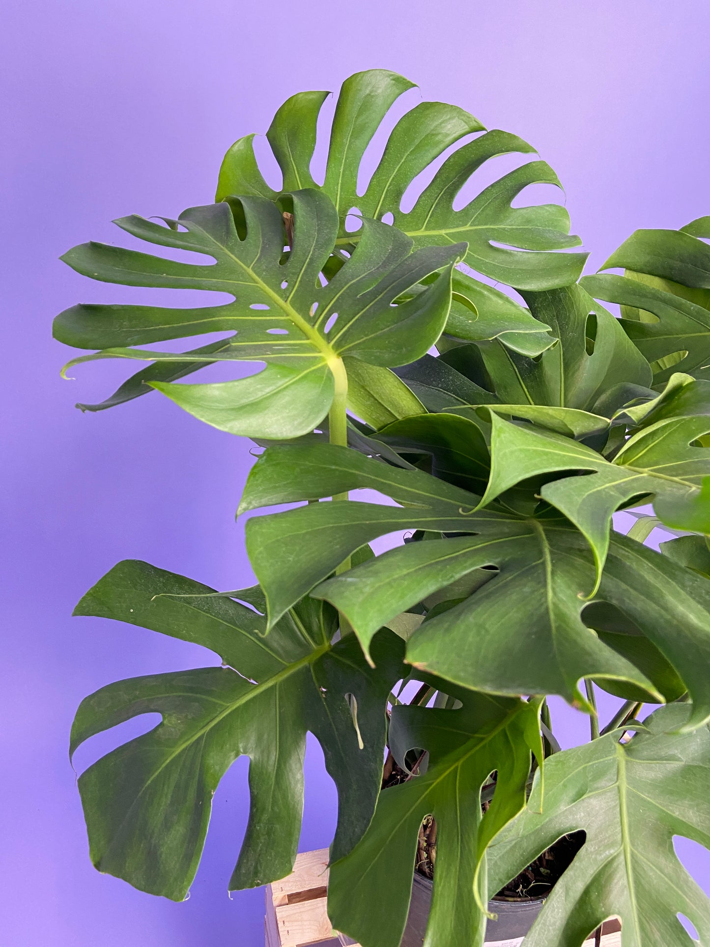 Monstera Deliciosa - 10"