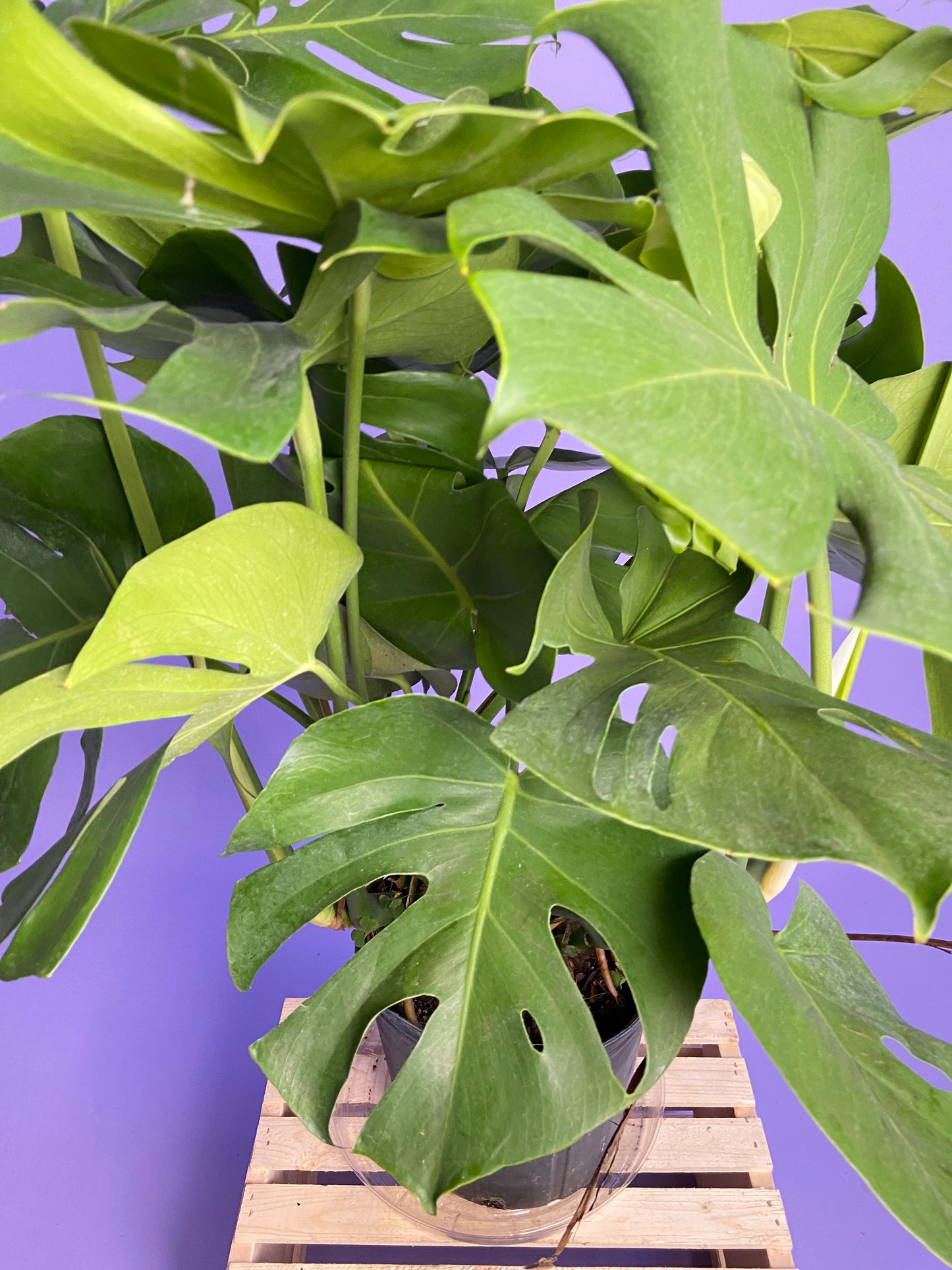 Monstera Deliciosa - 10"