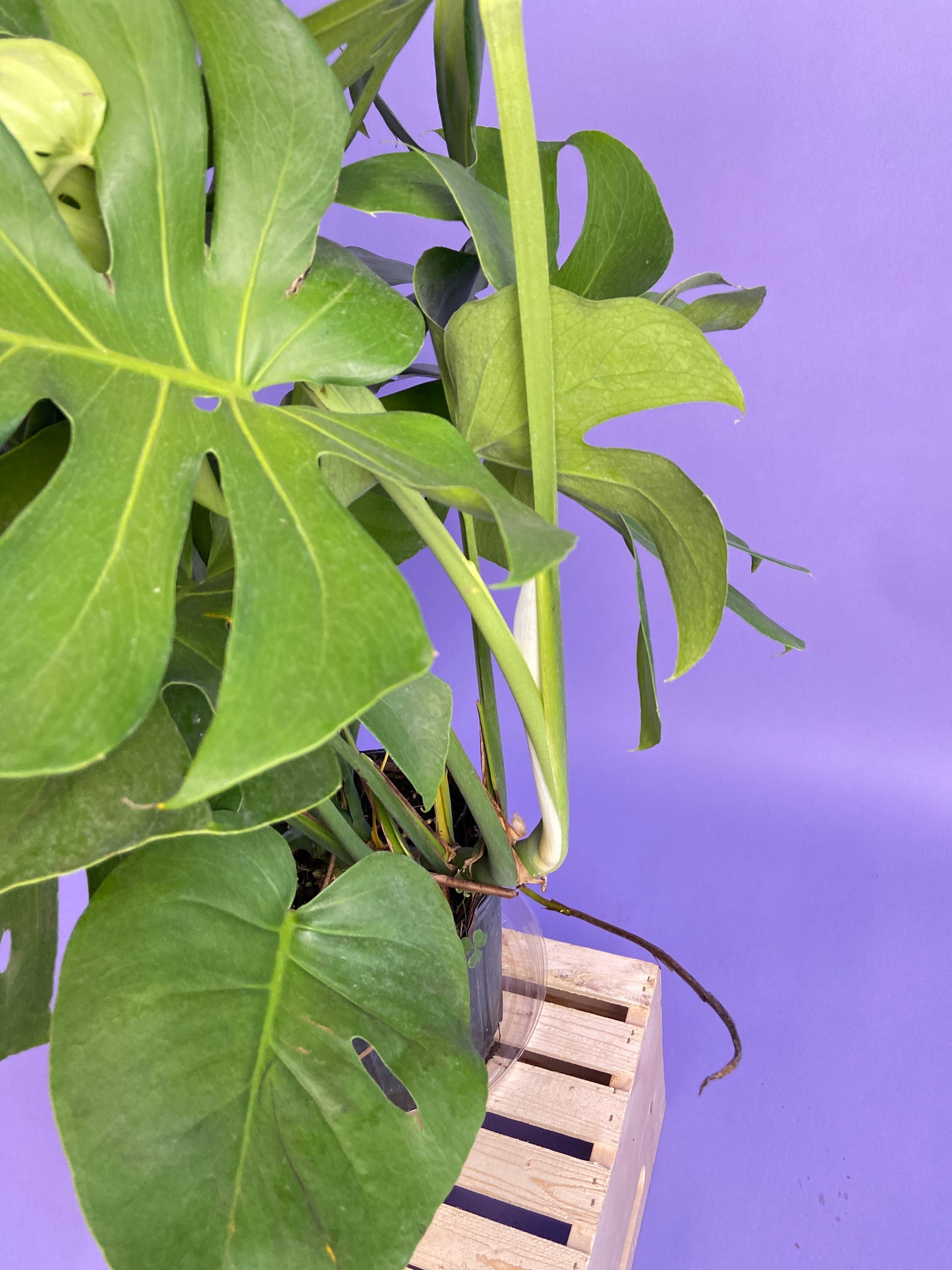 Monstera Deliciosa - 10"