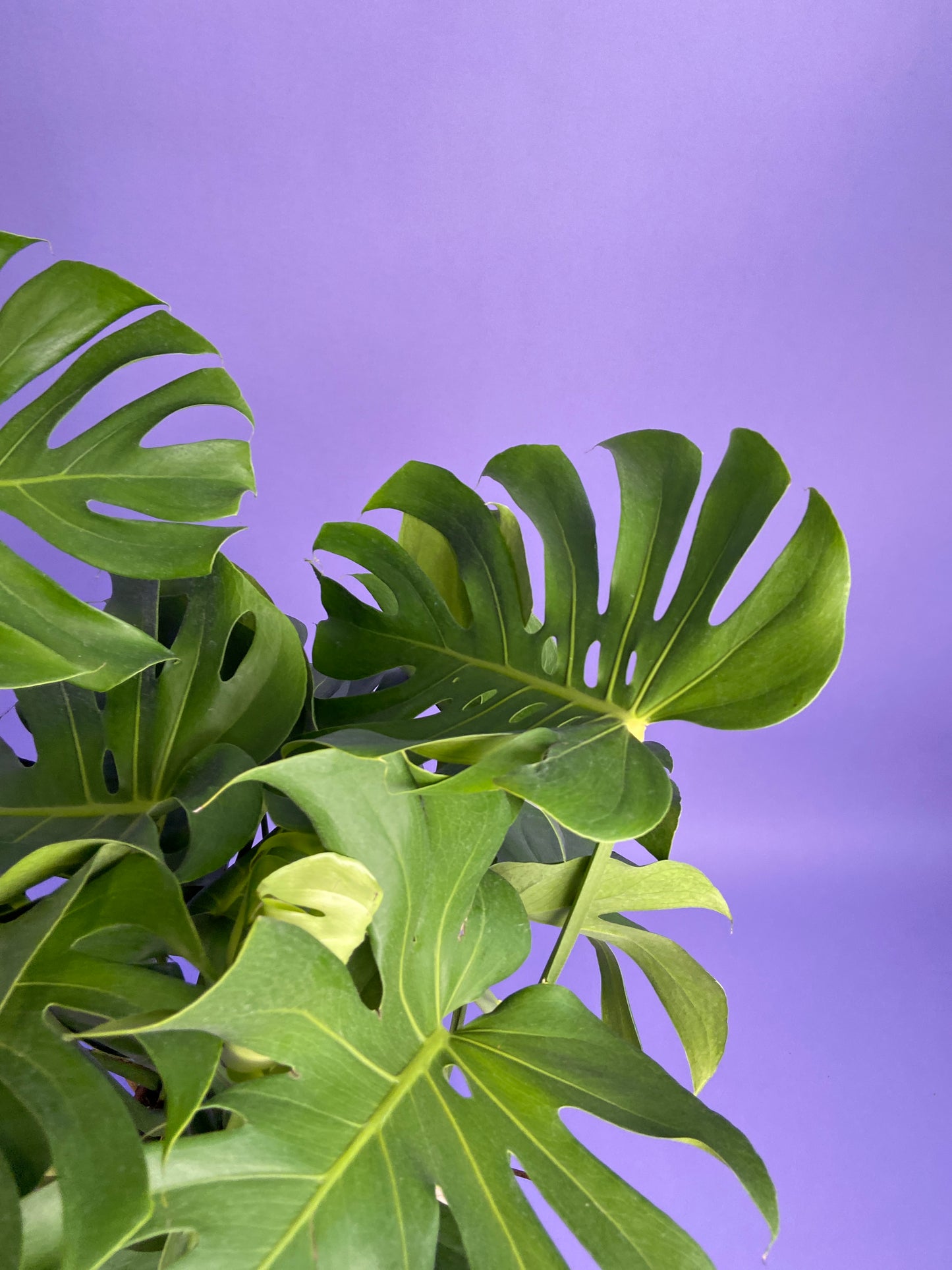 Monstera Deliciosa - 10"