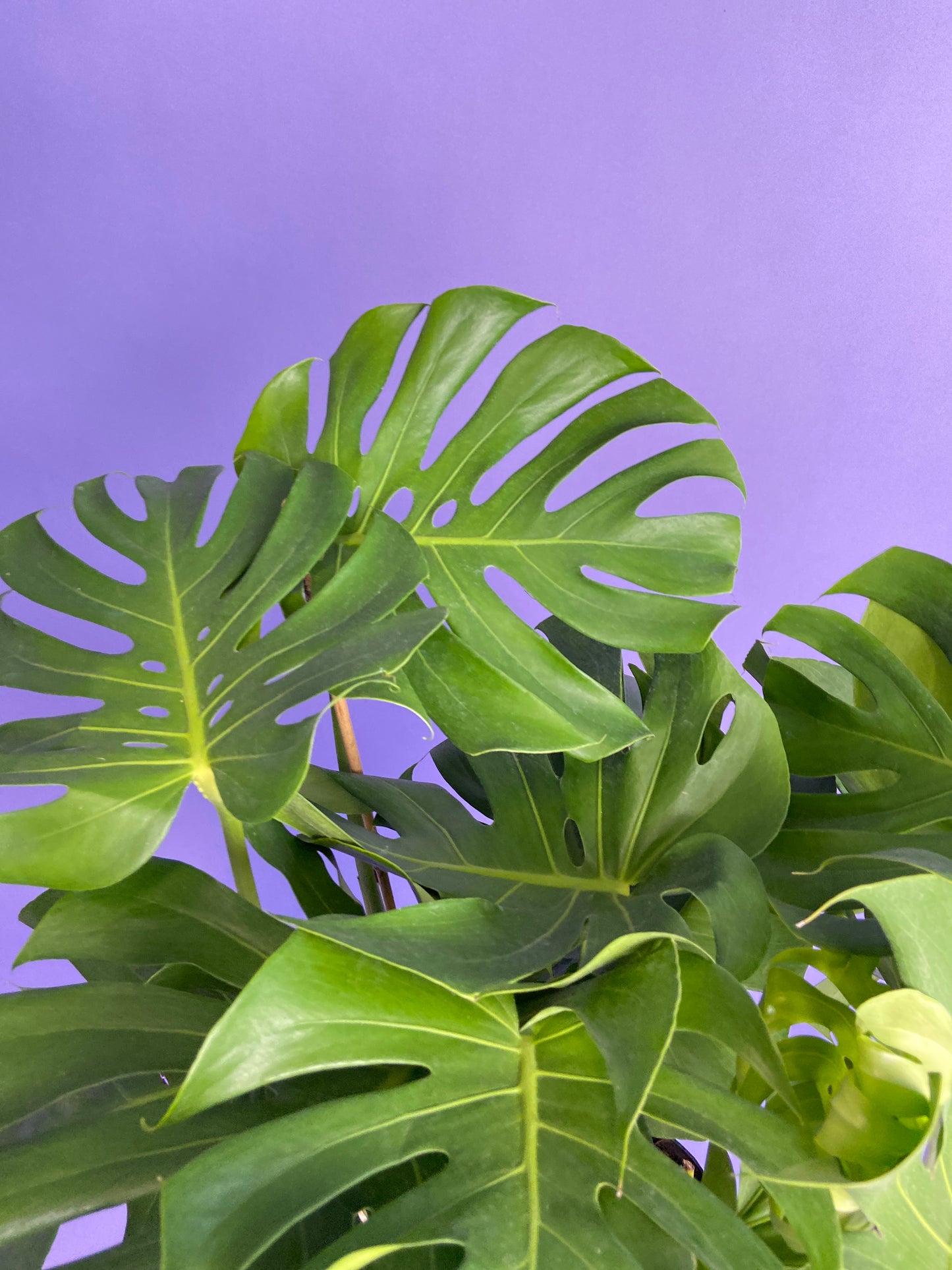 Monstera Deliciosa - 10"