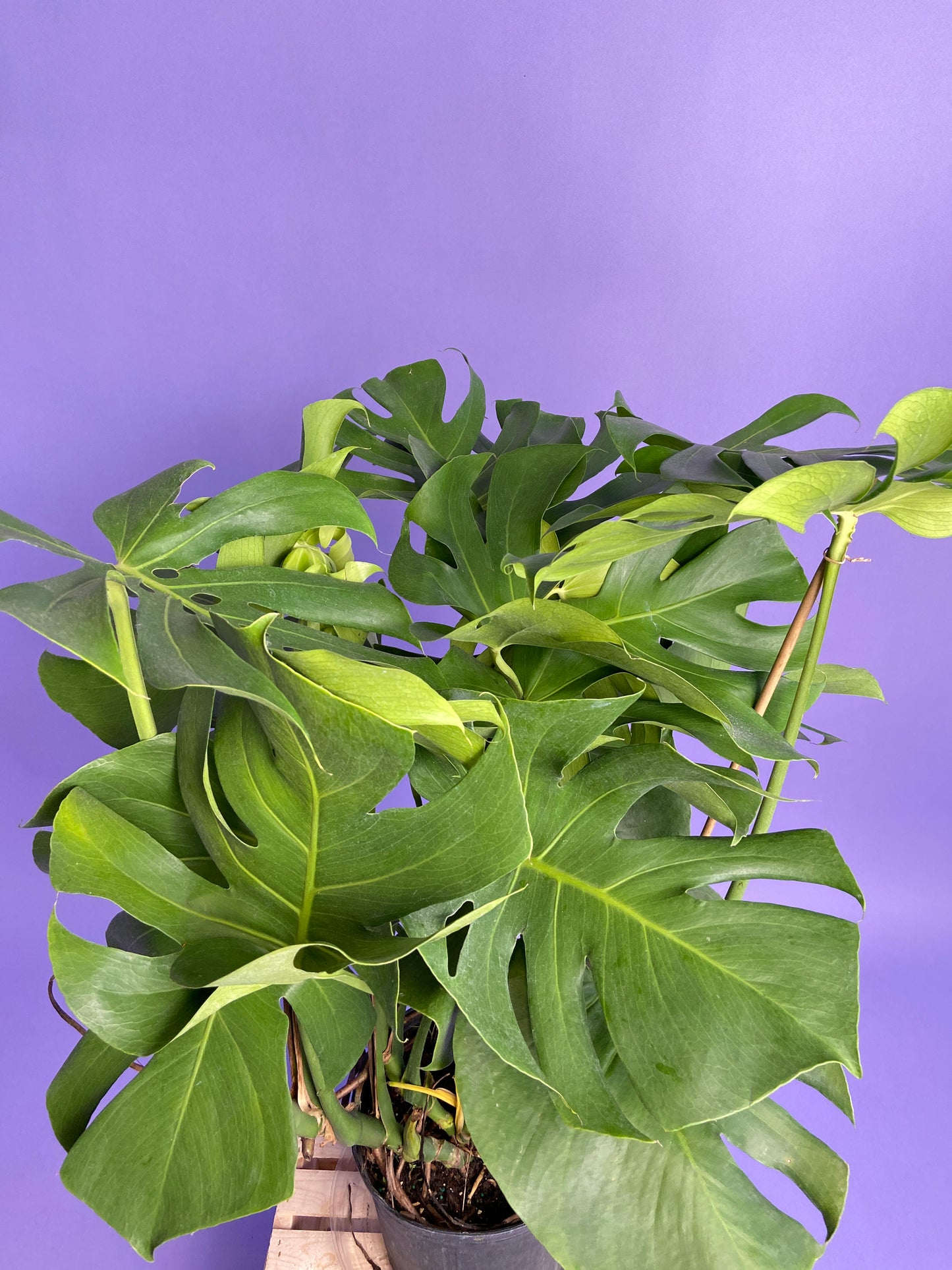 Monstera Deliciosa - 10"