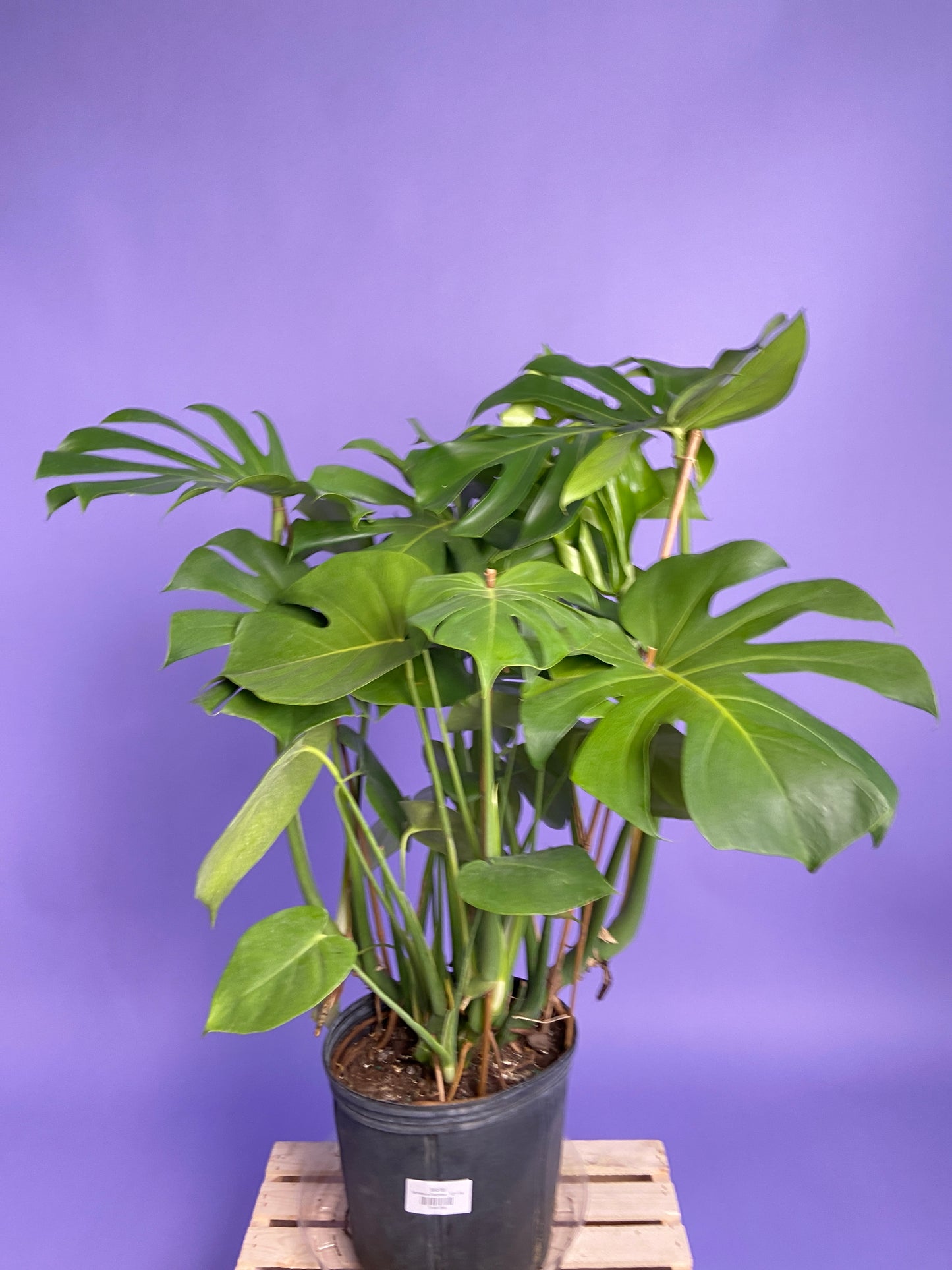 Monstera Deliciosa - 10"