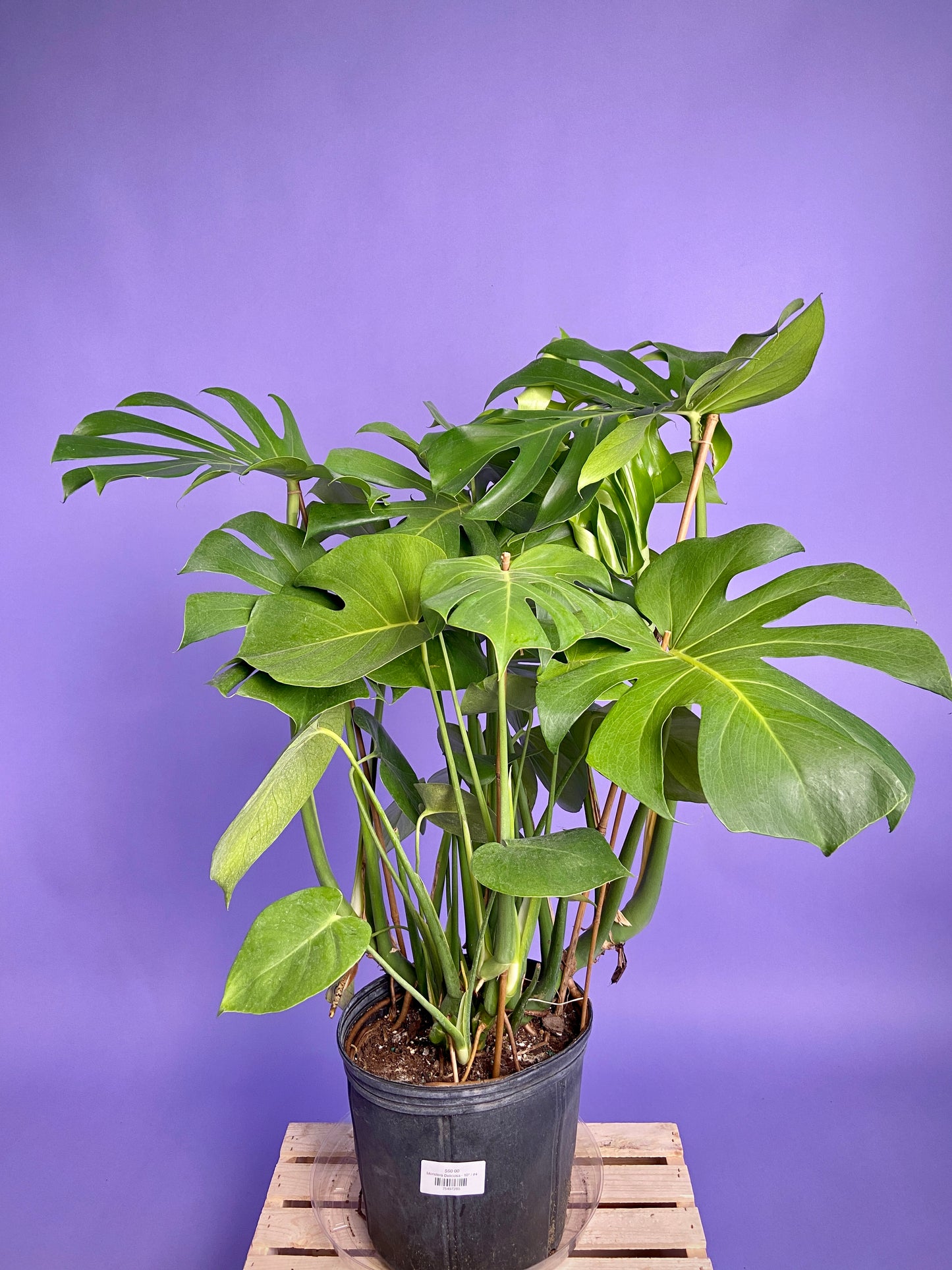 Monstera Deliciosa - 10"