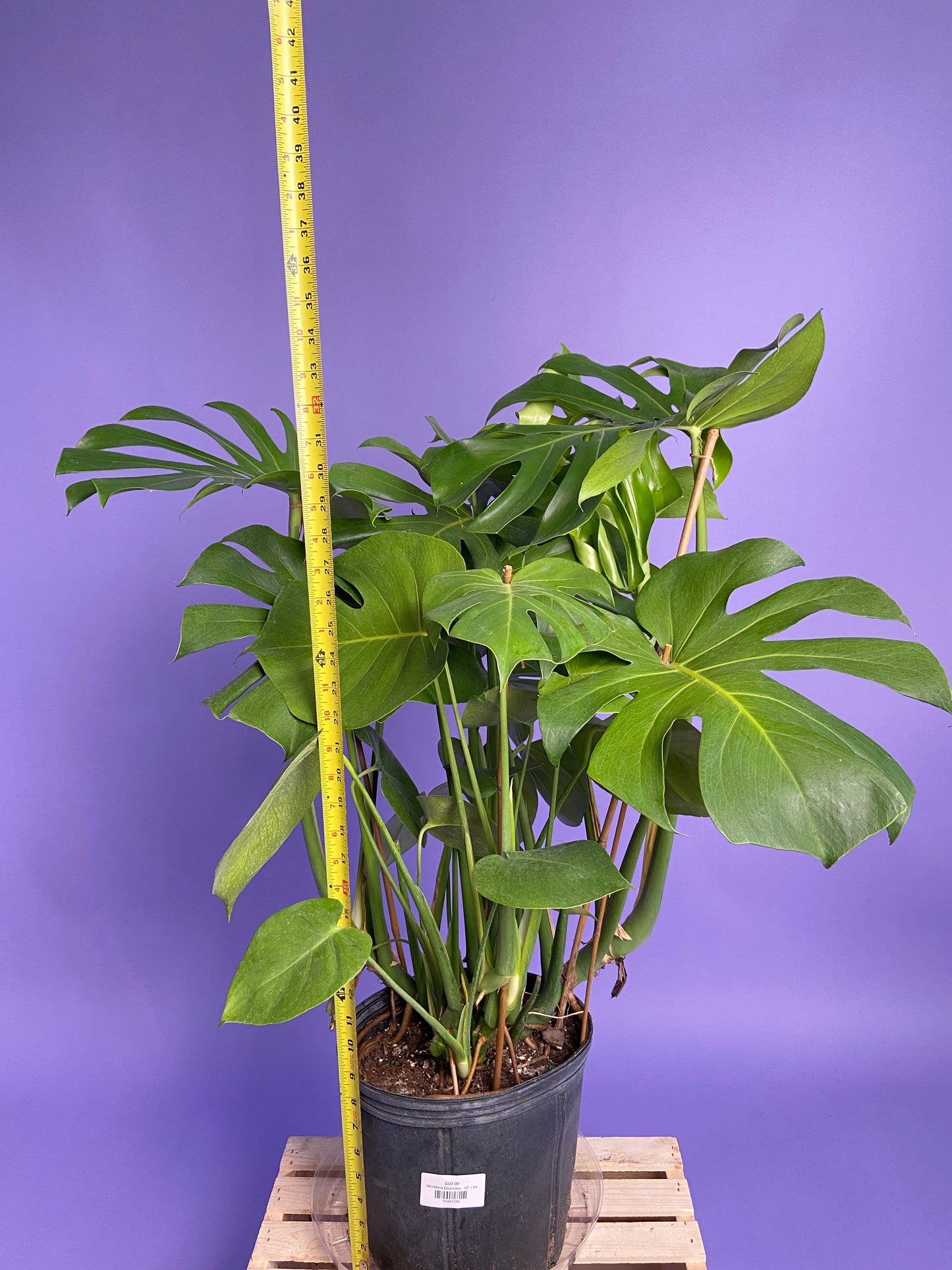 Monstera Deliciosa - 10"