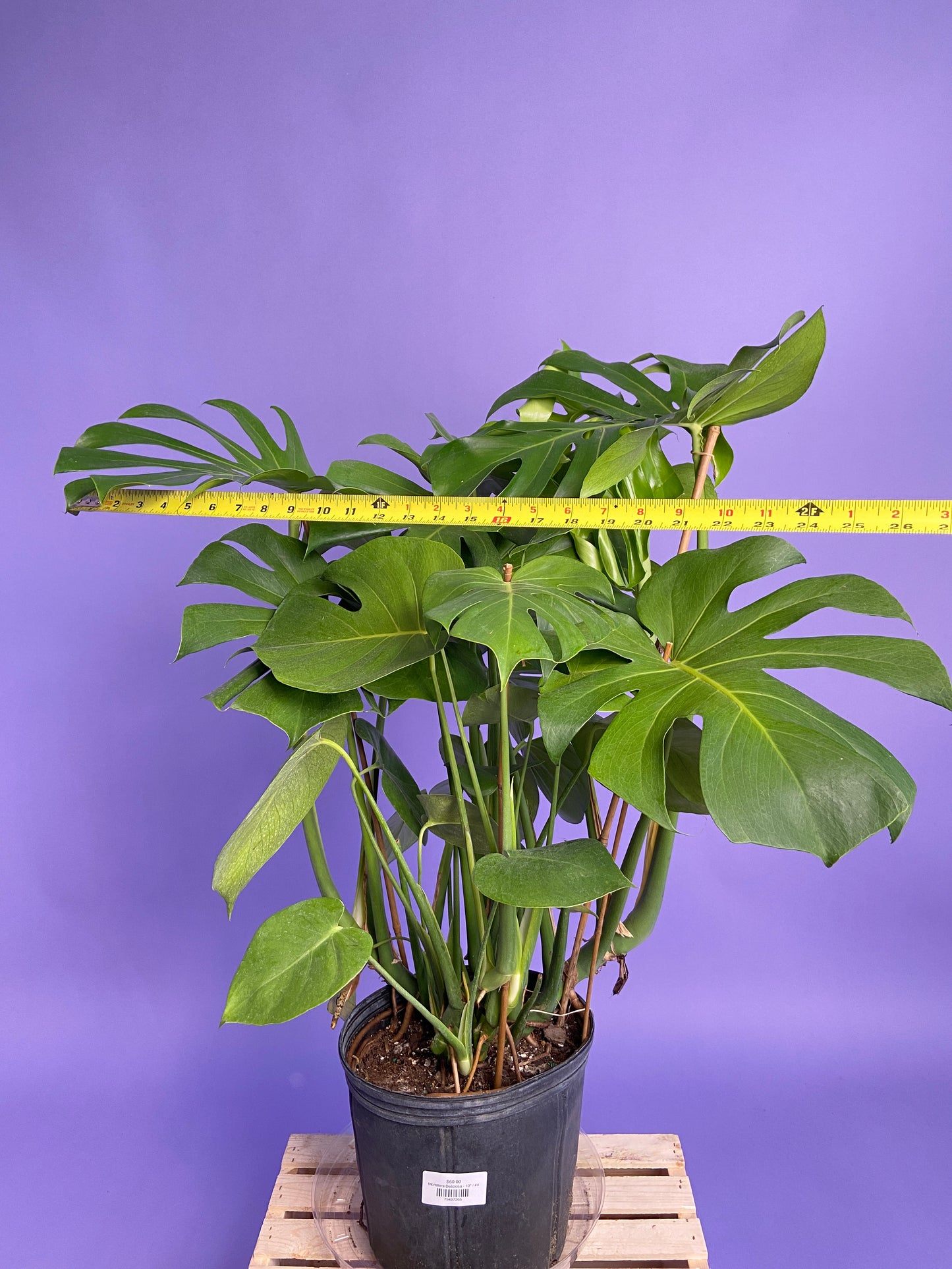 Monstera Deliciosa - 10"