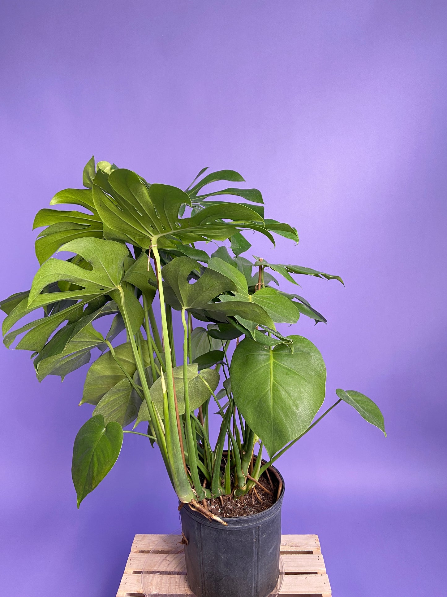 Monstera Deliciosa - 10"