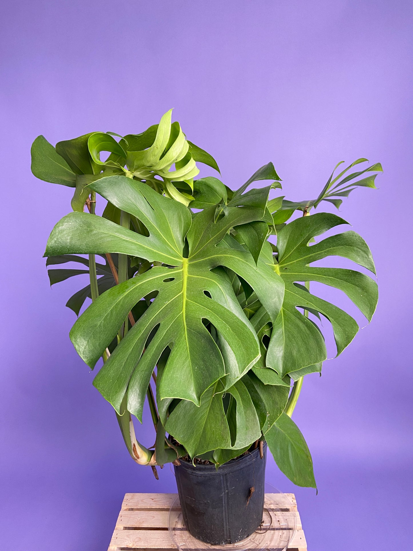 Monstera Deliciosa - 10"