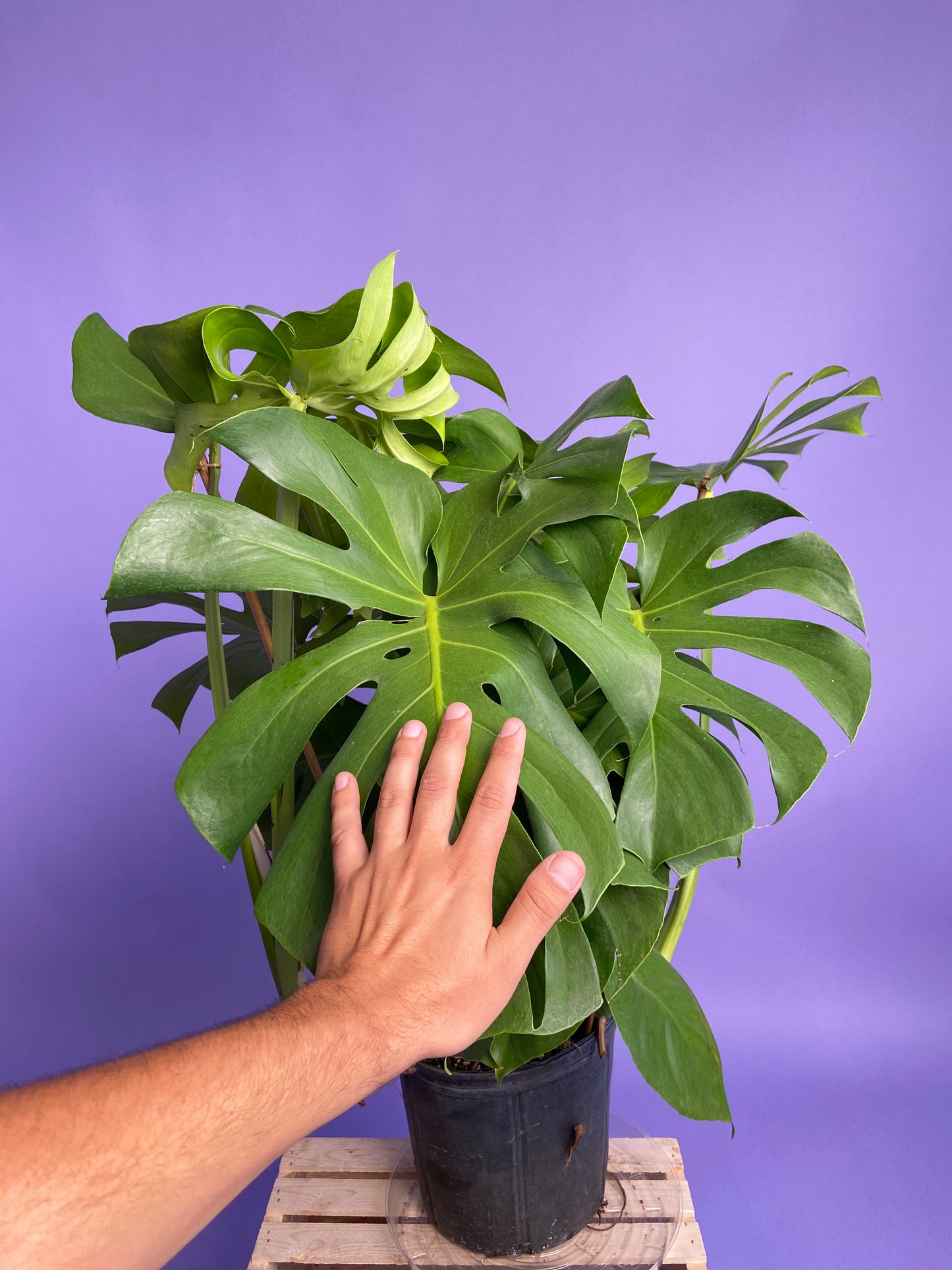 Monstera Deliciosa - 10"