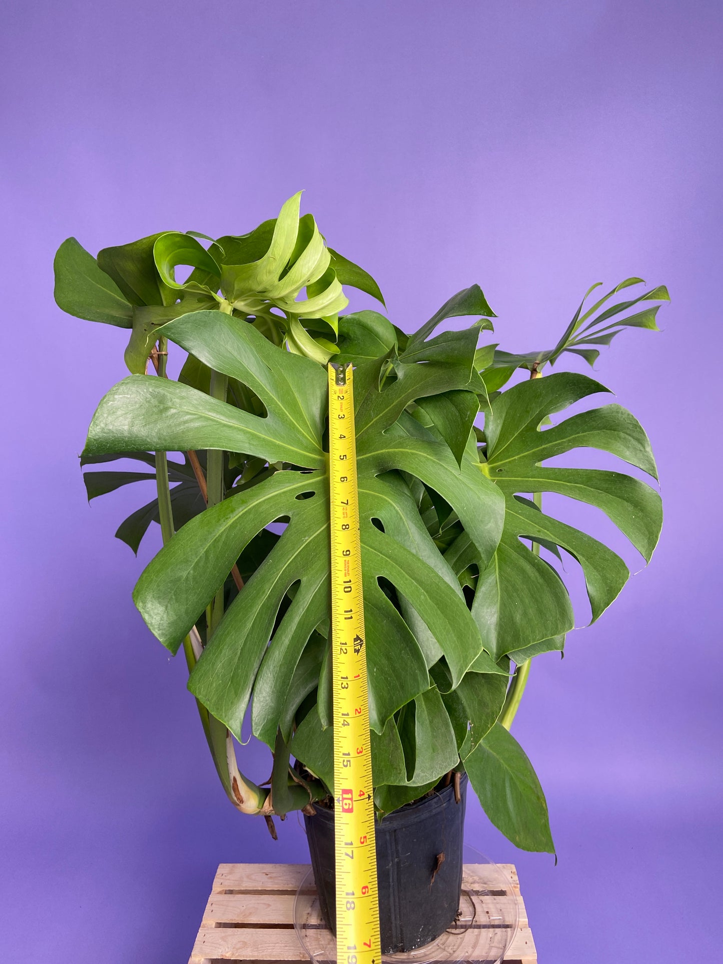 Monstera Deliciosa - 10"