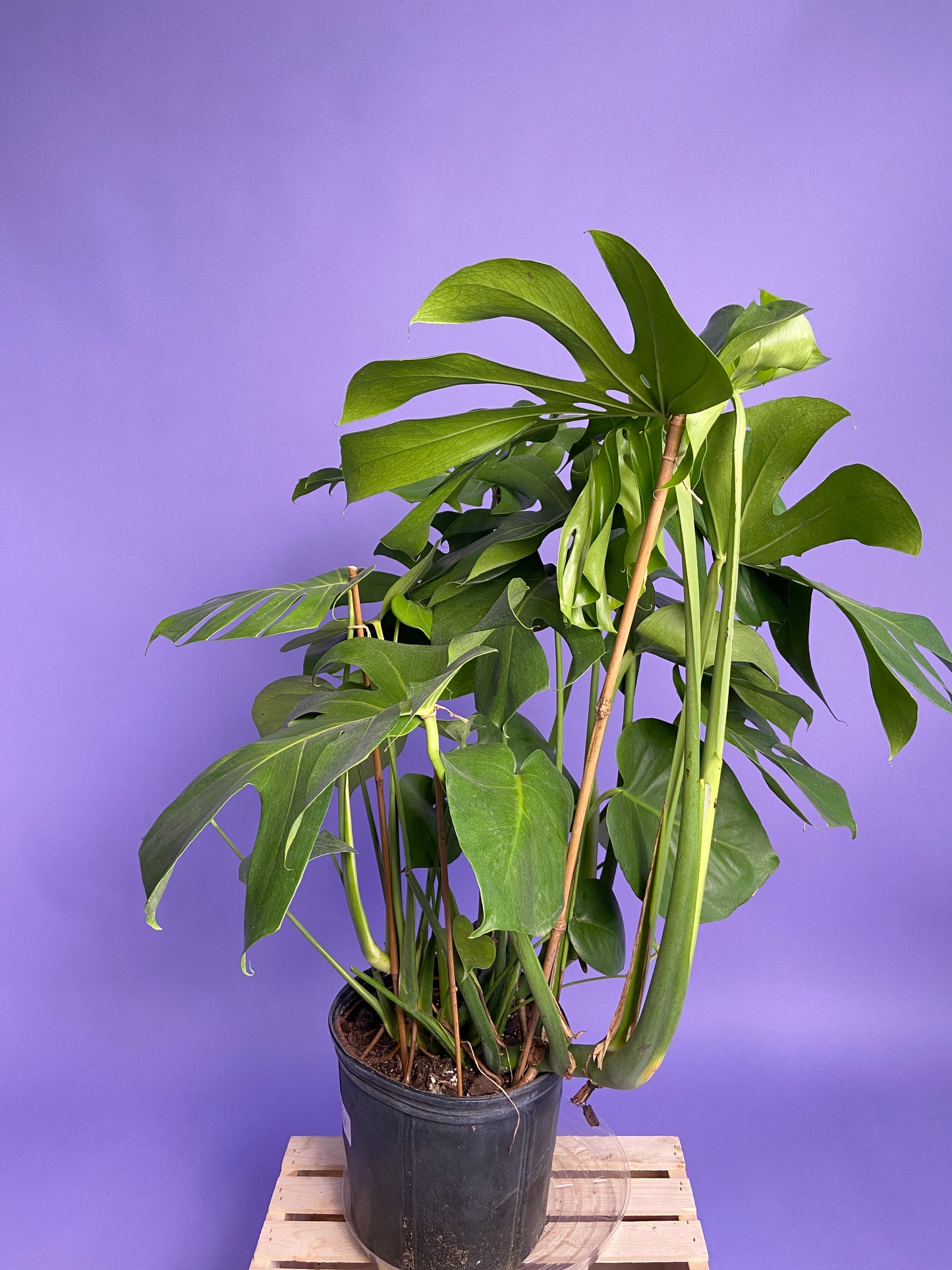 Monstera Deliciosa - 10"