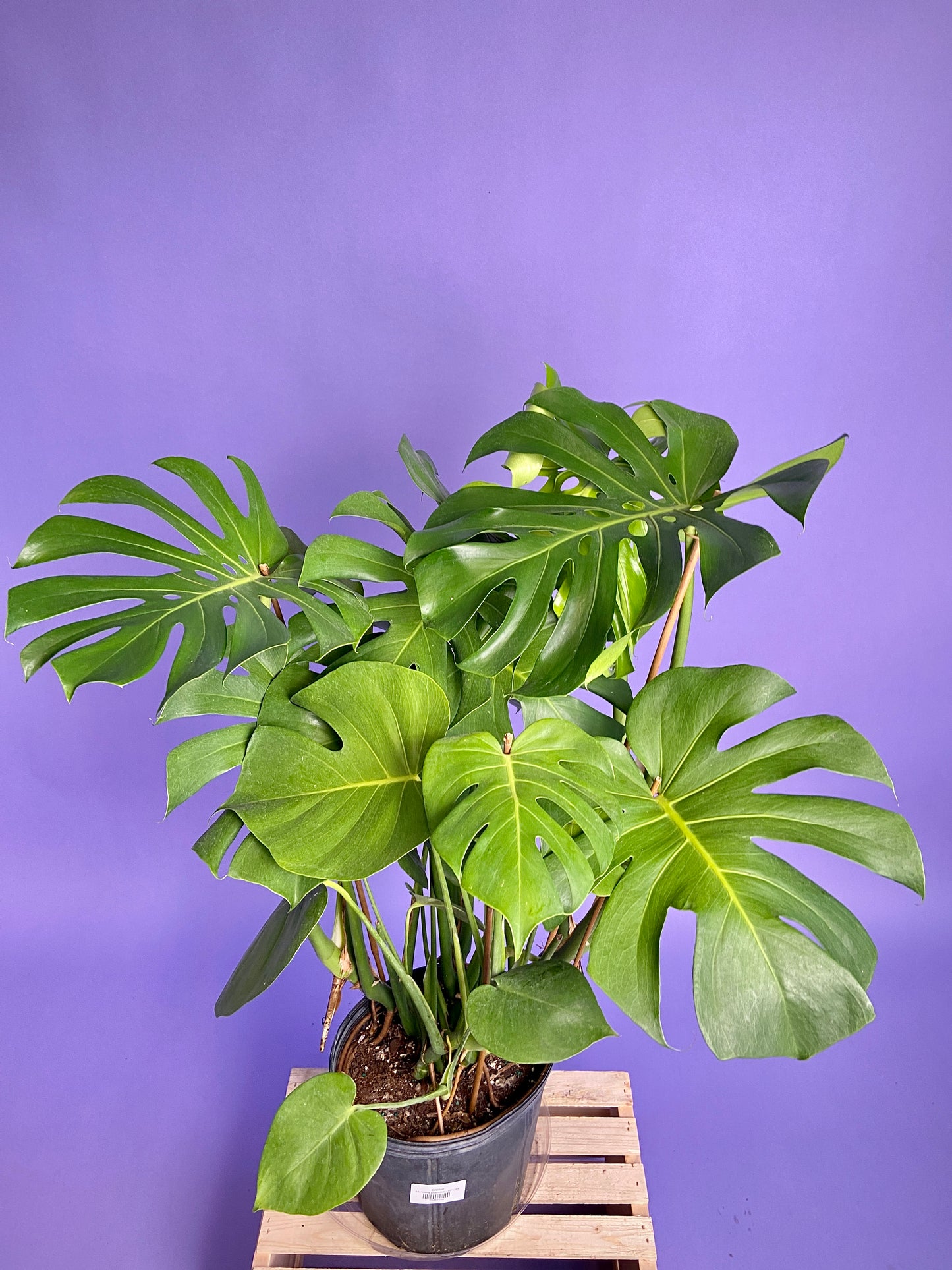 Monstera Deliciosa - 10"
