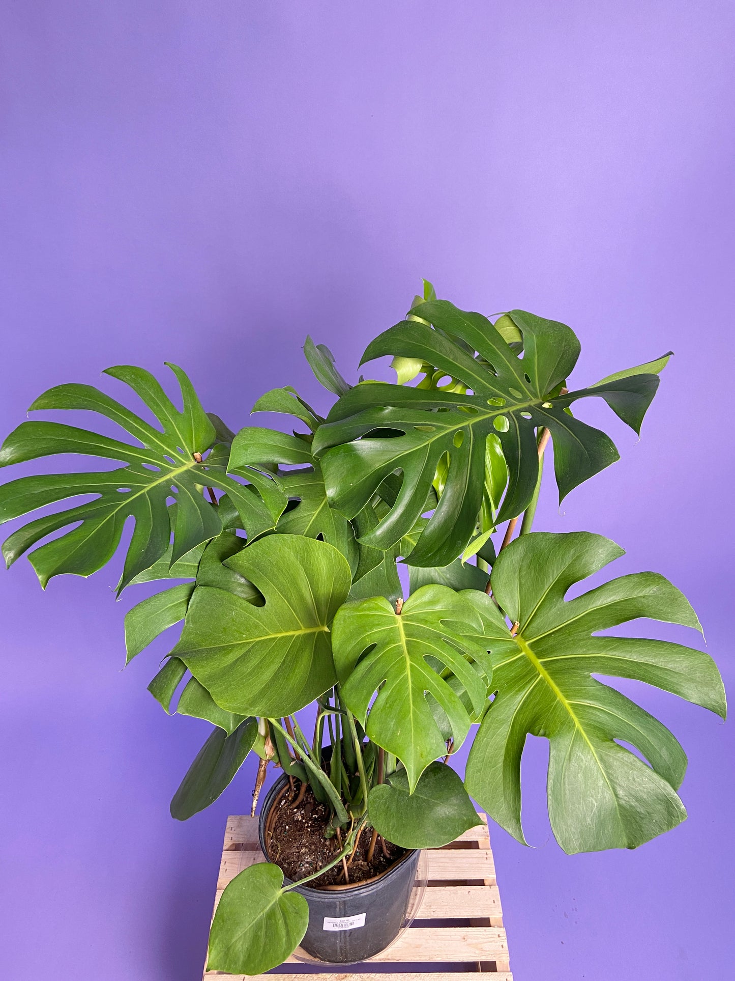 Monstera Deliciosa - 10"