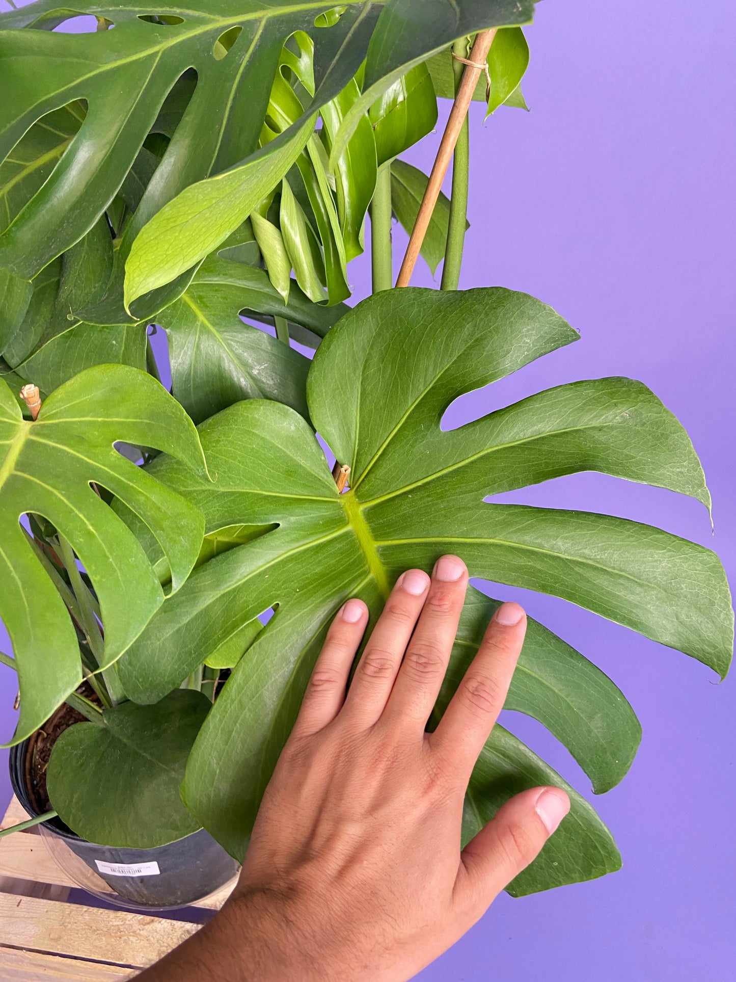 Monstera Deliciosa - 10"