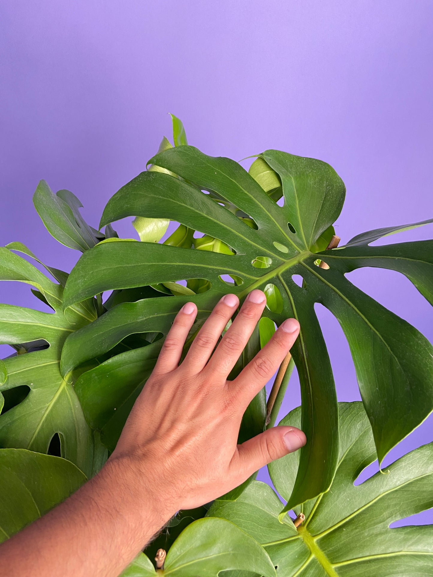 Monstera Deliciosa - 10"