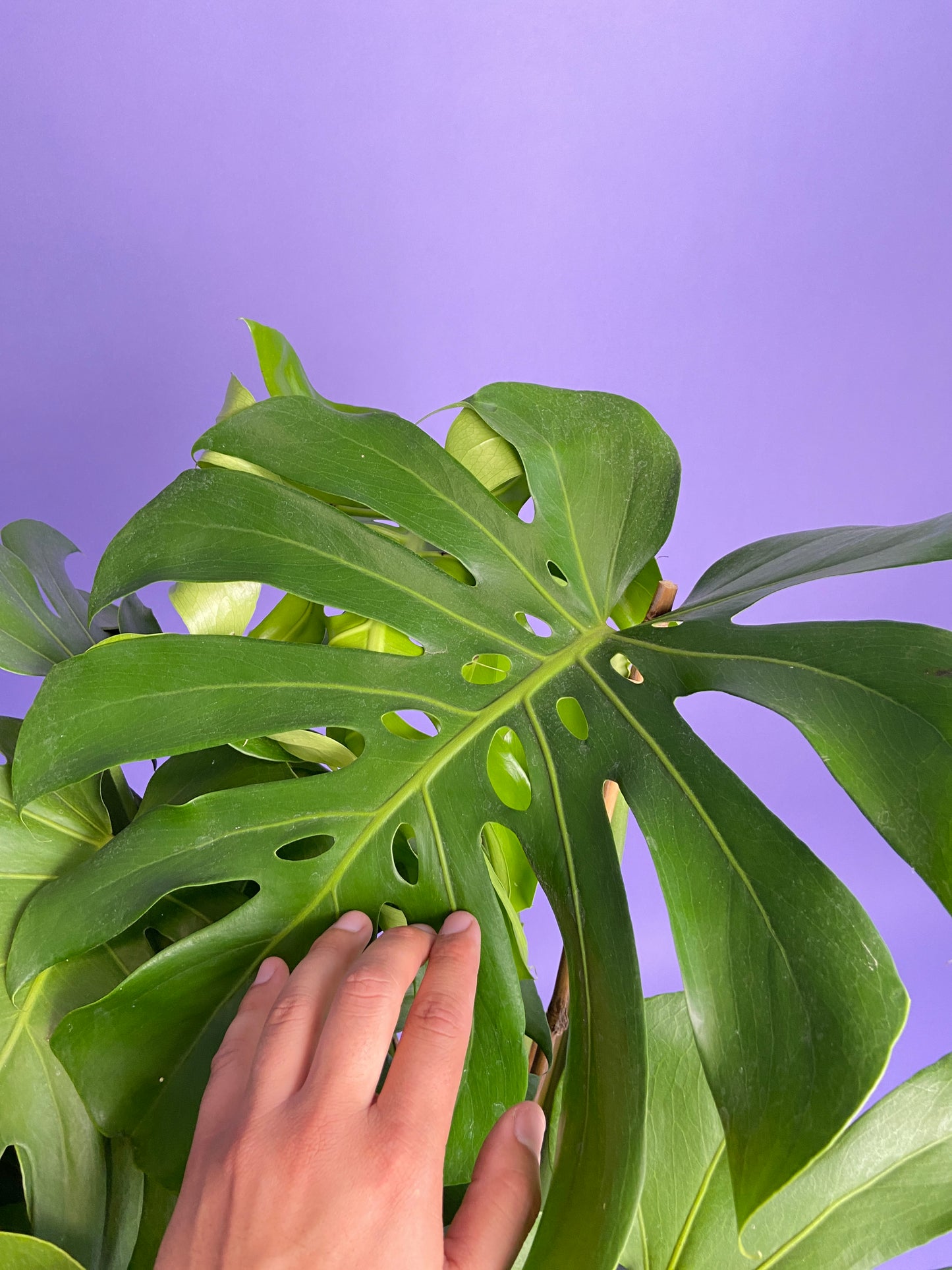 Monstera Deliciosa - 10"